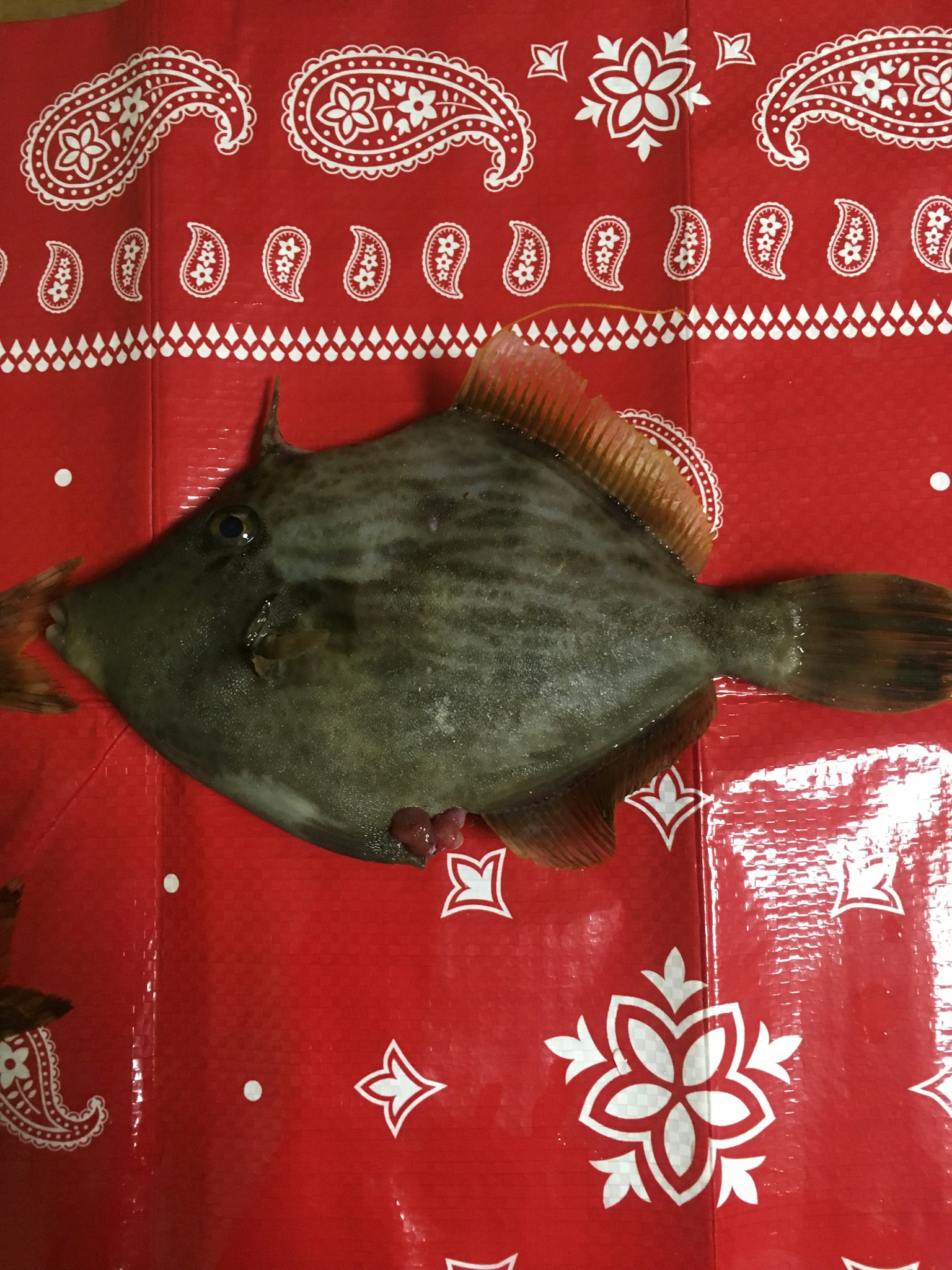 Ikan datar yang dipajang di atas bandana merah dengan pola putih