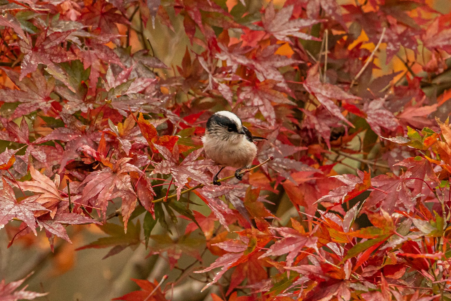 Un petit oiseau parmi des feuilles d'érable rouges vives
