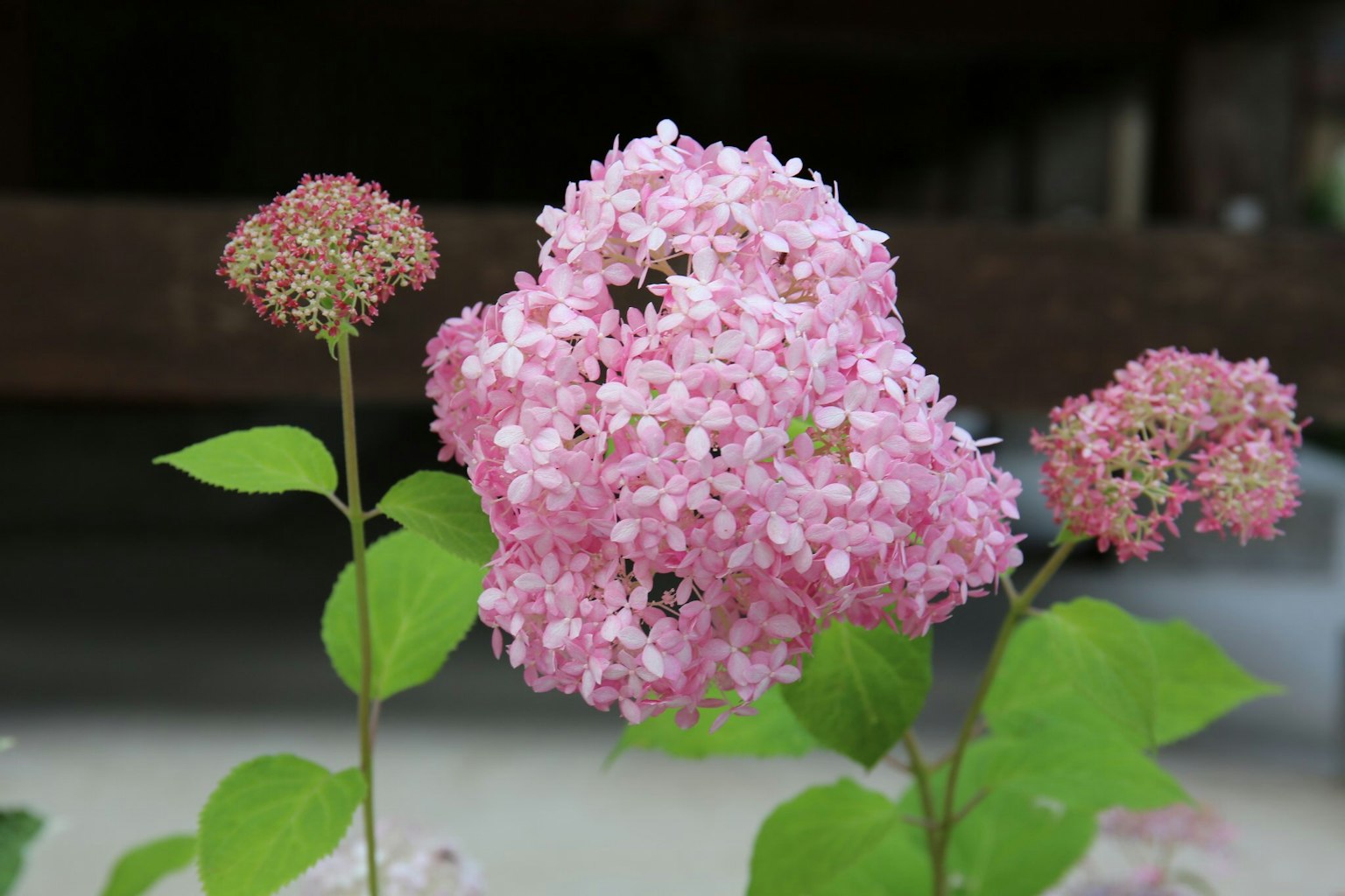 Close-up tanaman berbunga dengan bunga pink