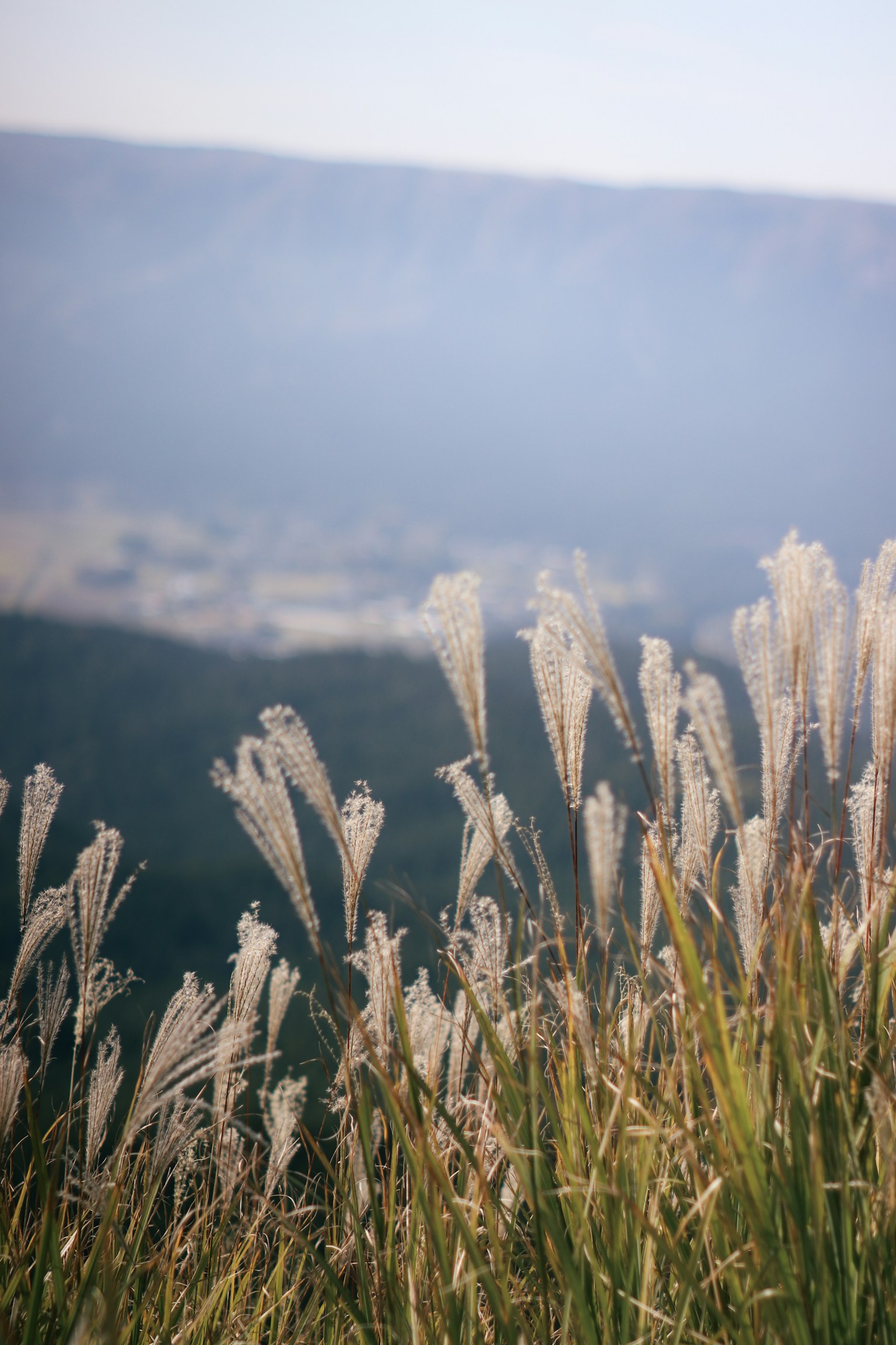 Pampasgras, das im Wind weht, mit Berglandschaft im Hintergrund