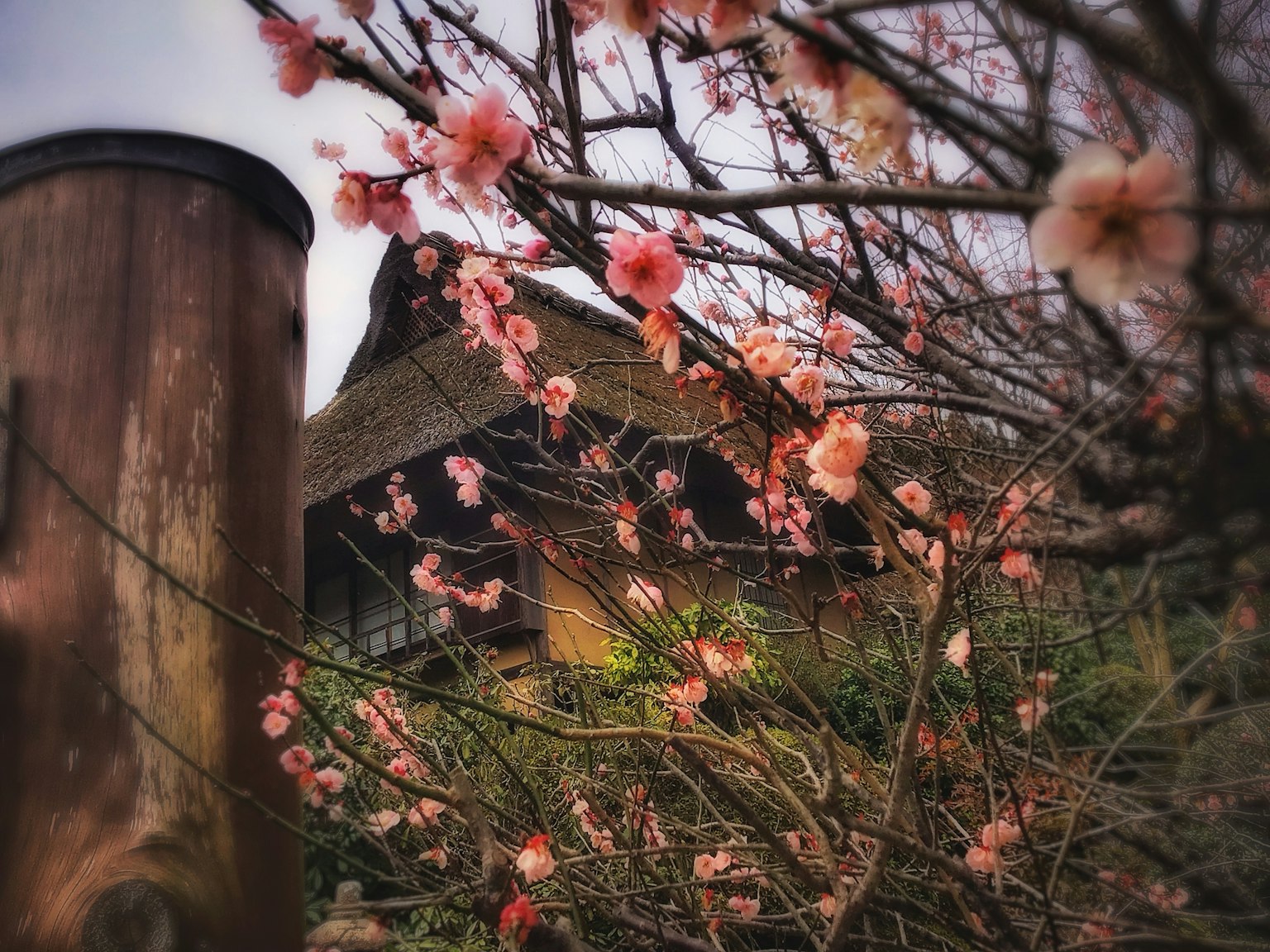 傳統日本房屋與盛開的梅花