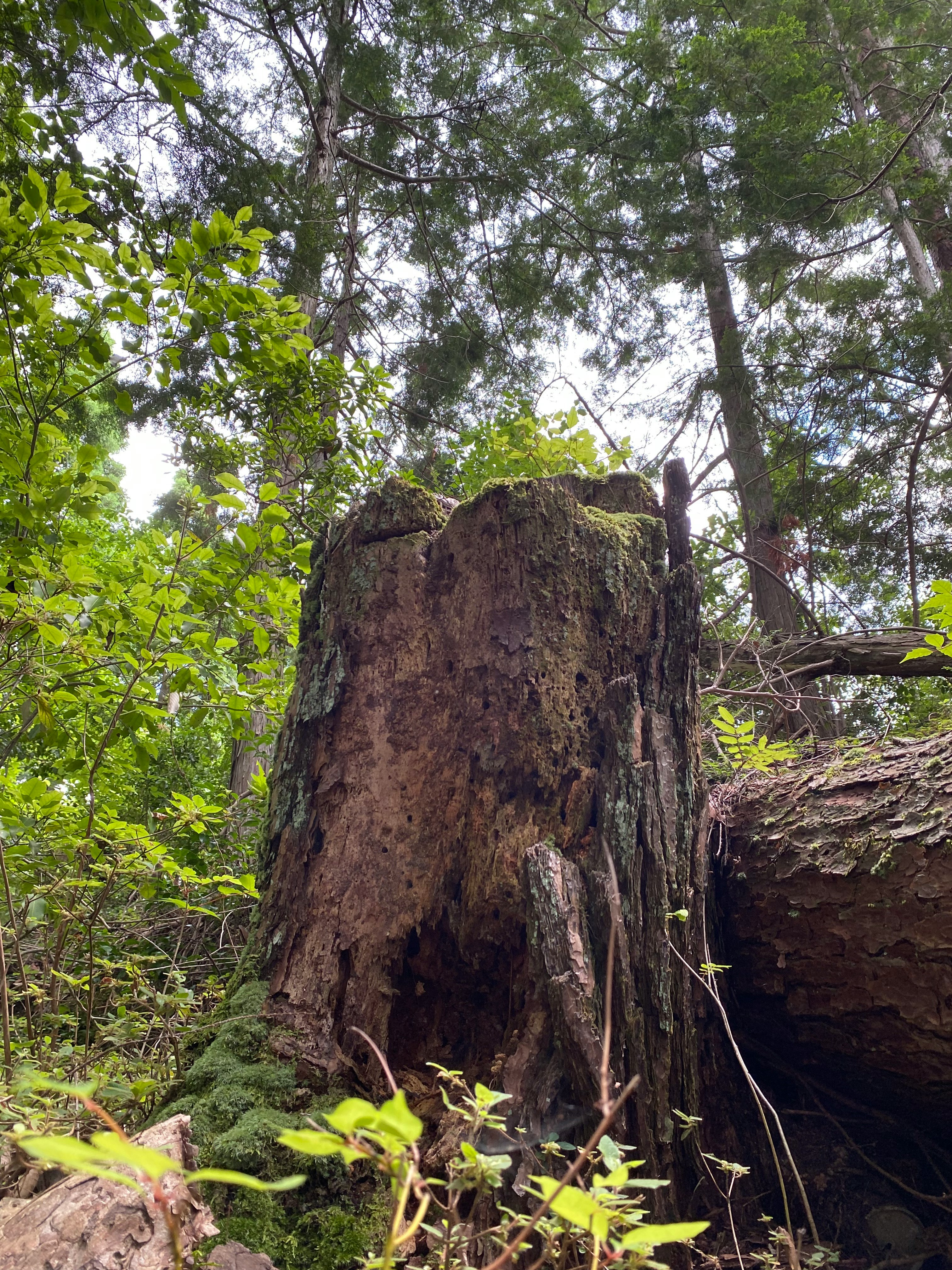 京見峠付近の苔むした巨木と岩のある森の景観