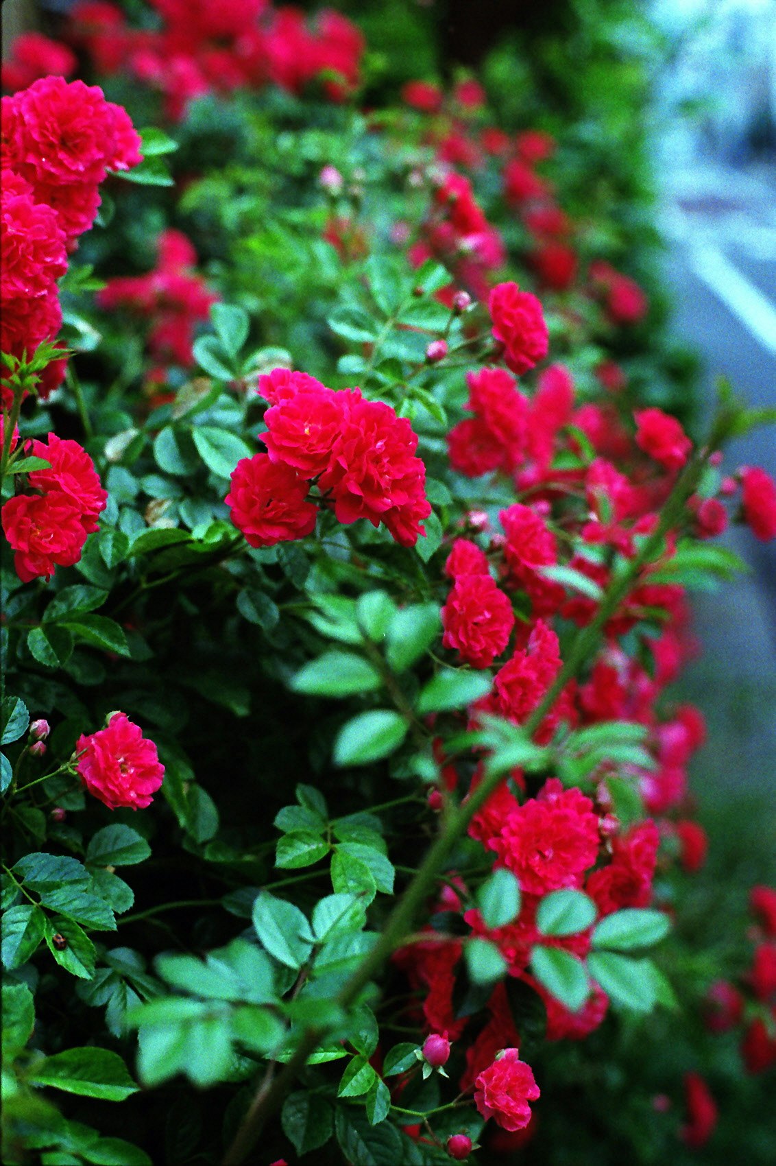 赤いカーネーションの花が並ぶ花壇のボリューム感