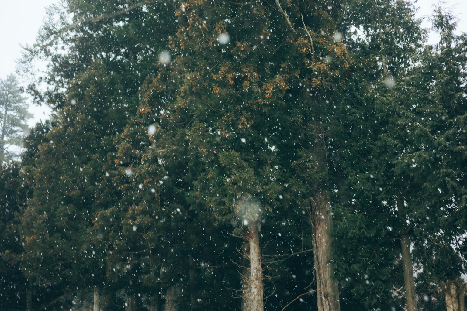 雪中森林里的树木景观