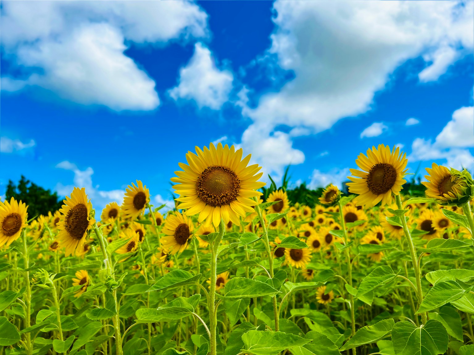 Un bellissimo campo di girasoli sotto un cielo blu