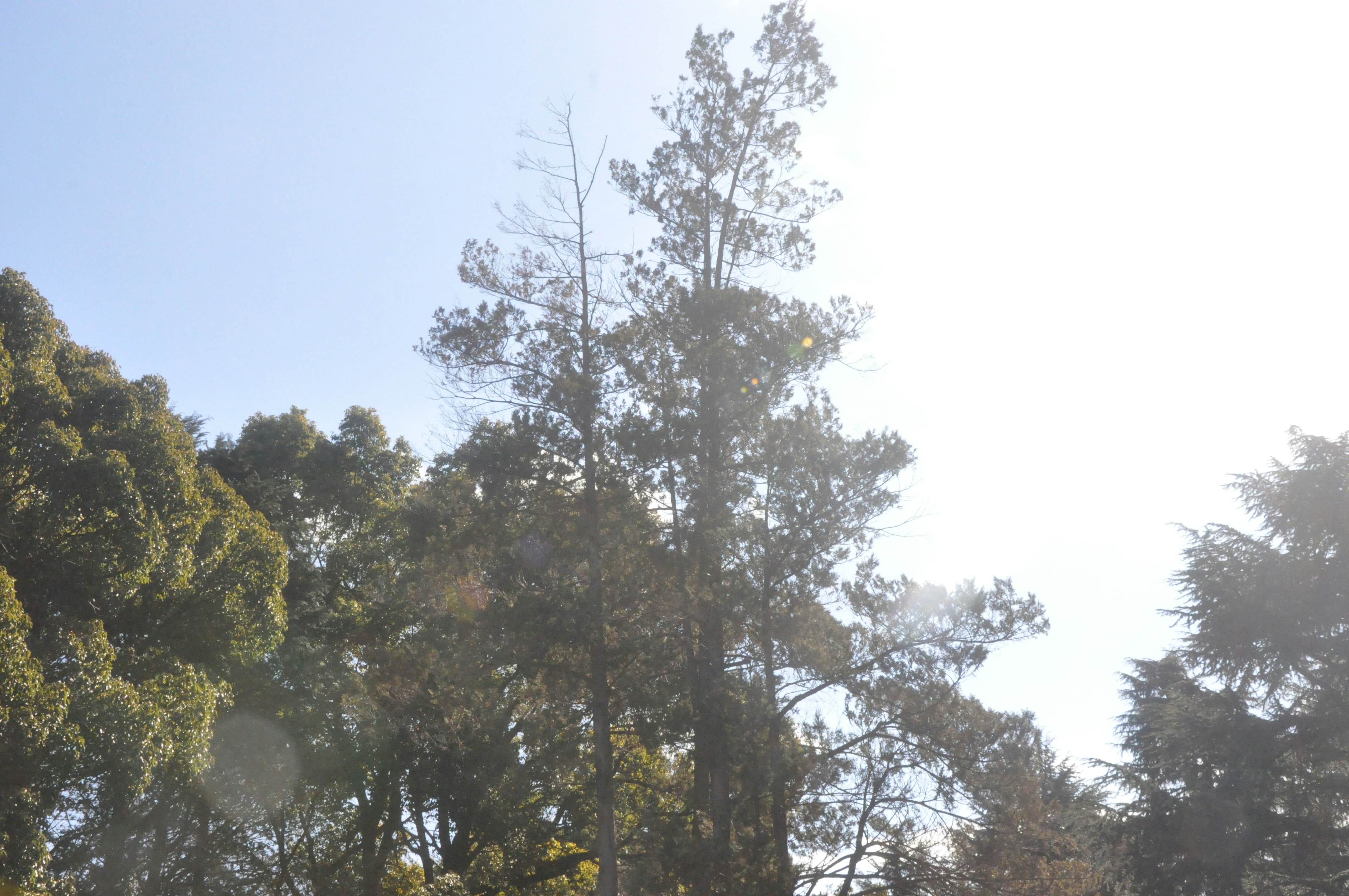 silhouette pepohonan di hutan melawan langit cerah