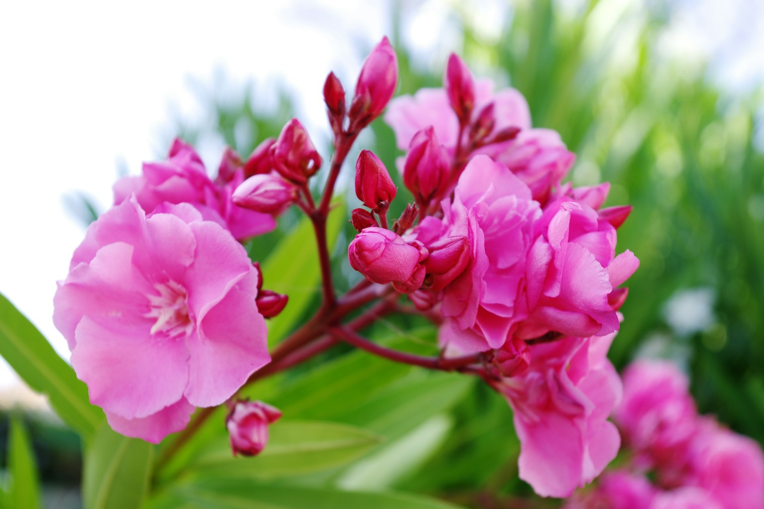 Acercamiento de flores rosas vibrantes y capullos en una planta