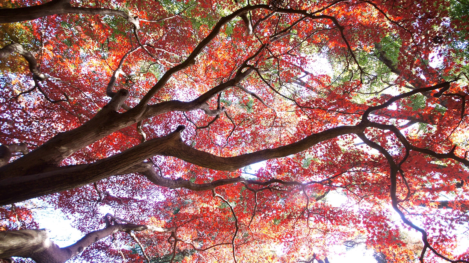 美麗的秋天場景，樹枝上覆蓋著紅色和綠色的葉子