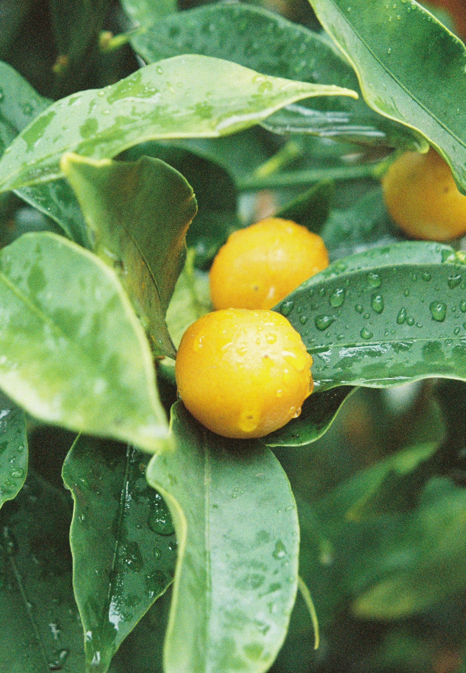 Yellow fruits nestled among green leaves with droplets of water