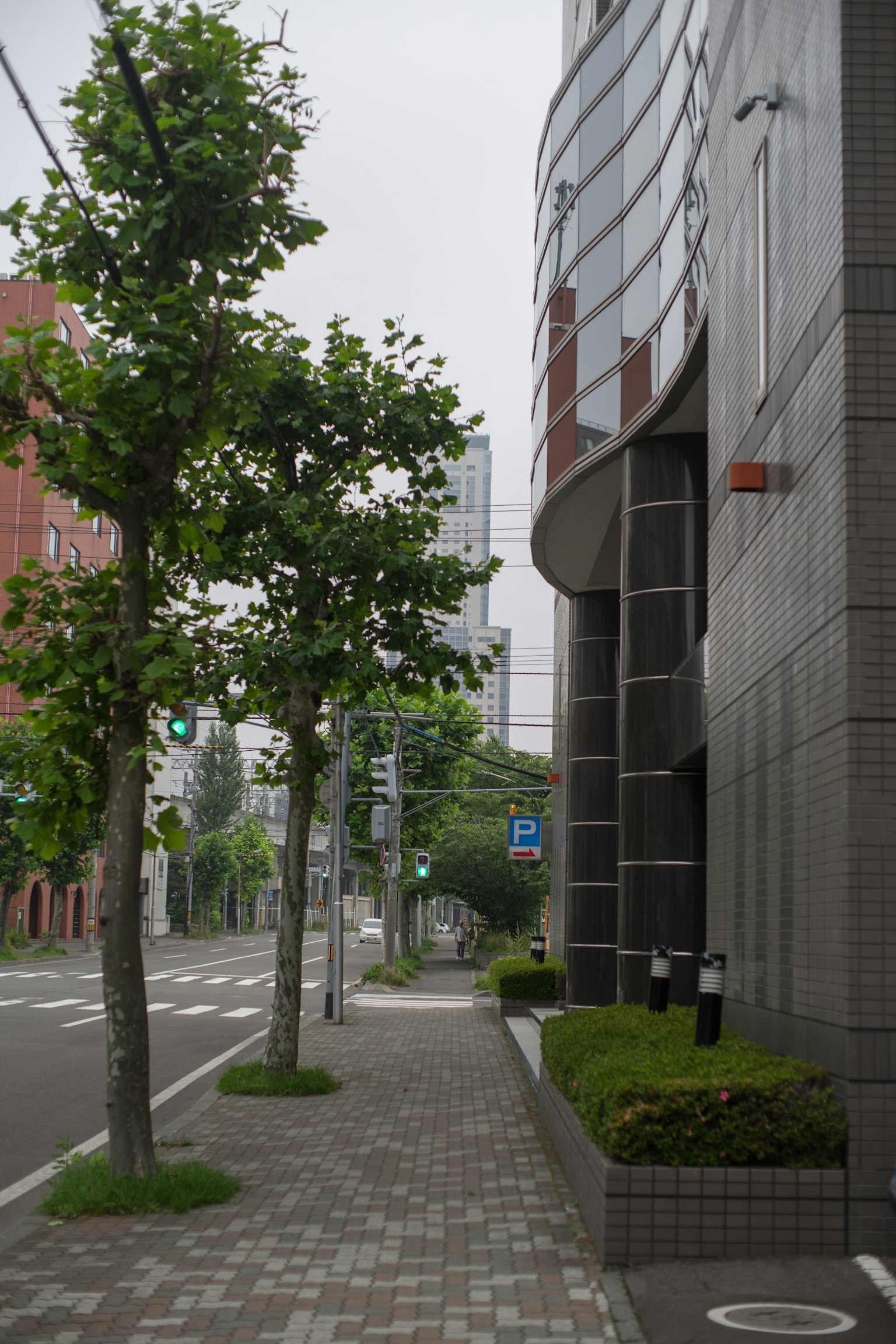 Une vue d'arbres petits alignés sur un trottoir près d'un bâtiment de grande hauteur