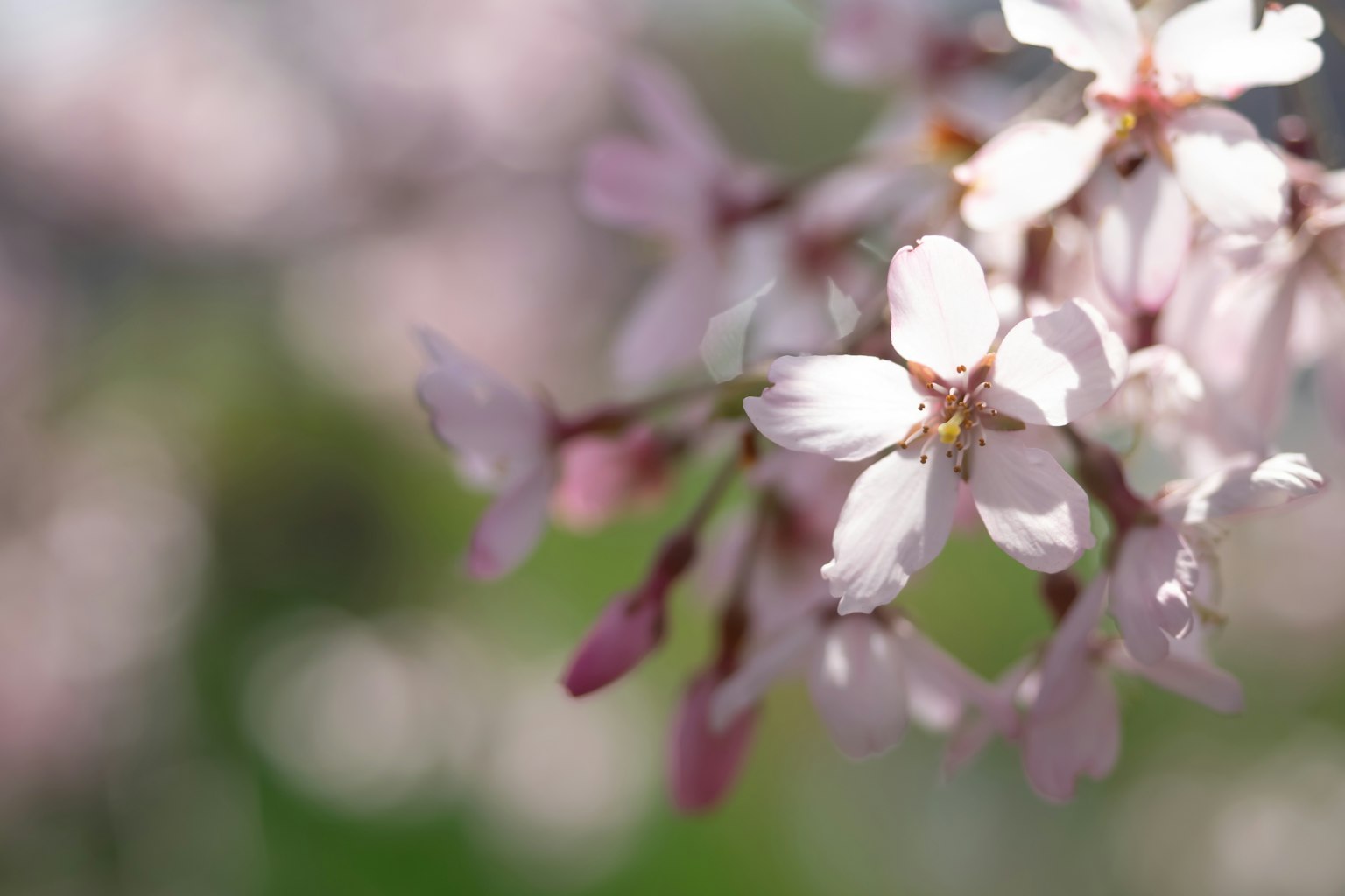 Nahaufnahme von Kirschblüten mit rosa und weißen Blütenblättern vor grünem Hintergrund