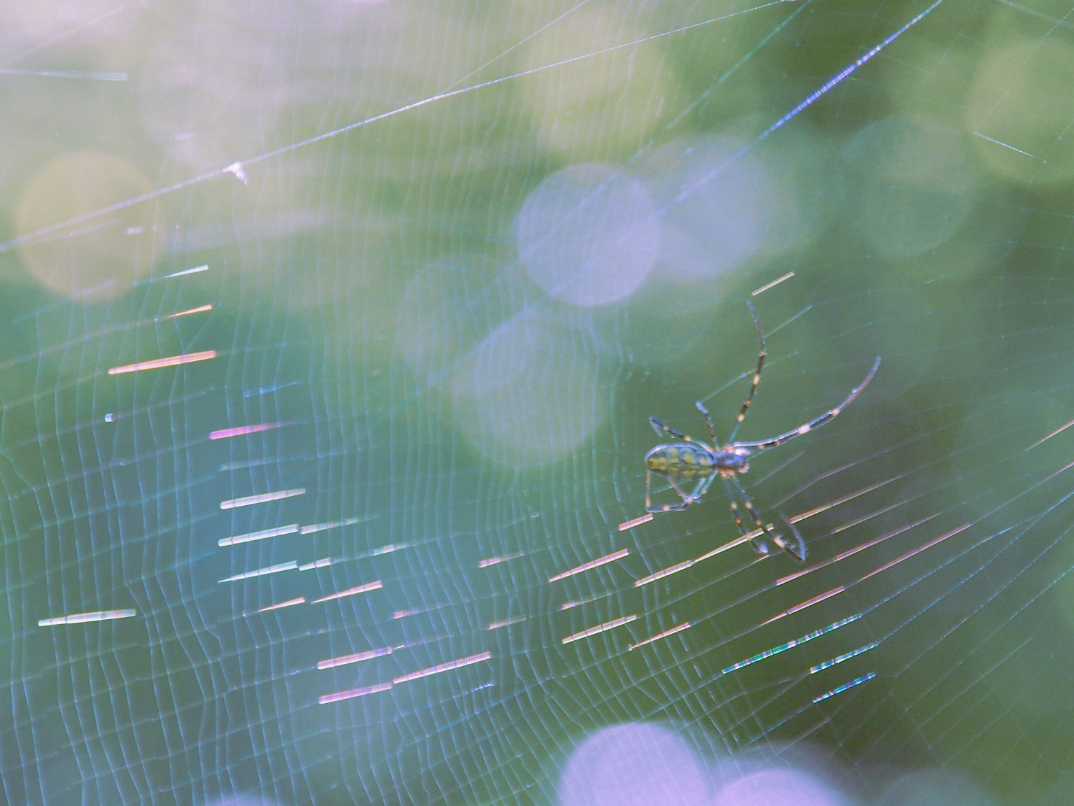 Gros plan d'un petit lézard sur une toile d'araignée avec un arrière-plan naturel flou vert