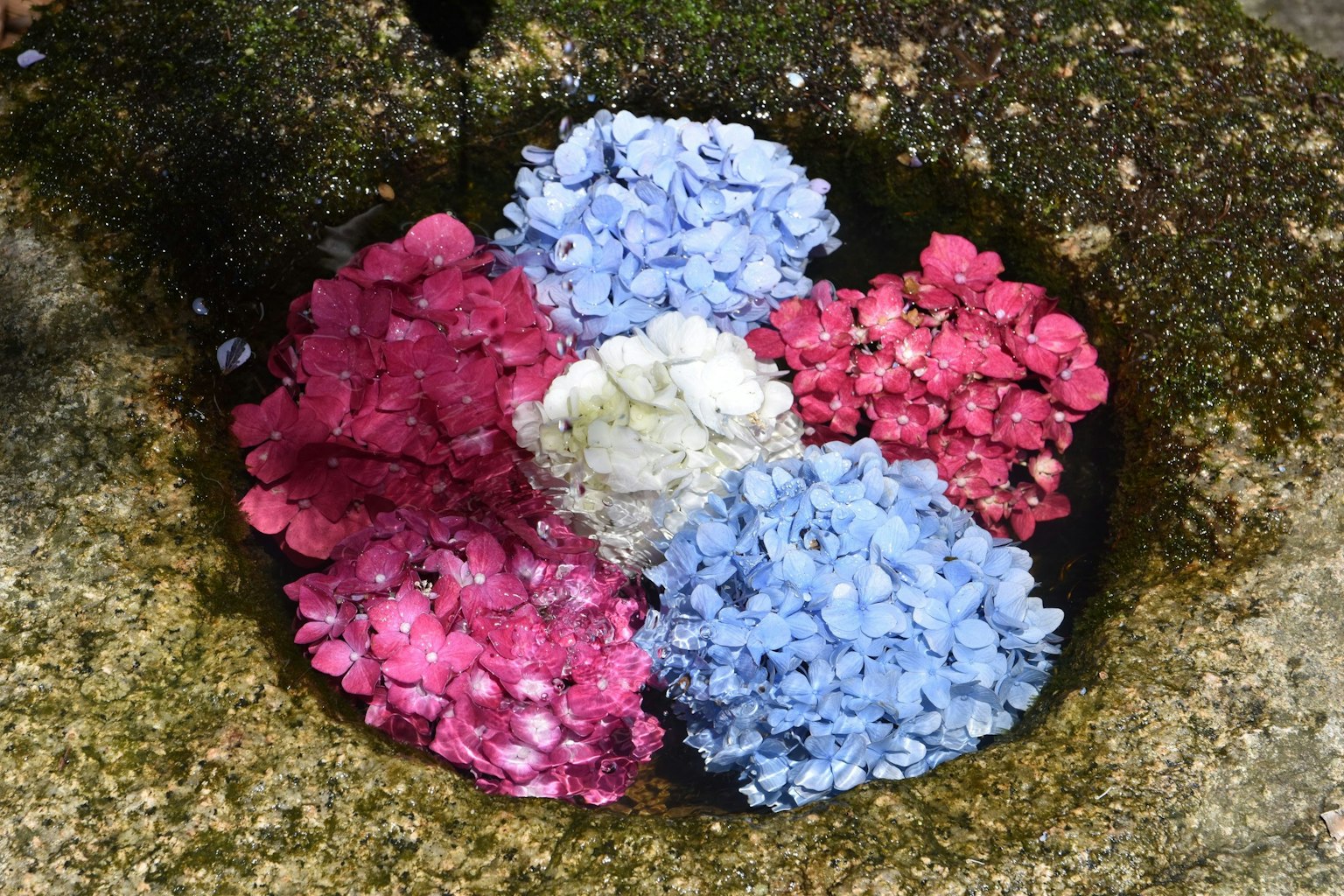 Colorful hydrangea flowers arranged in a circular pattern