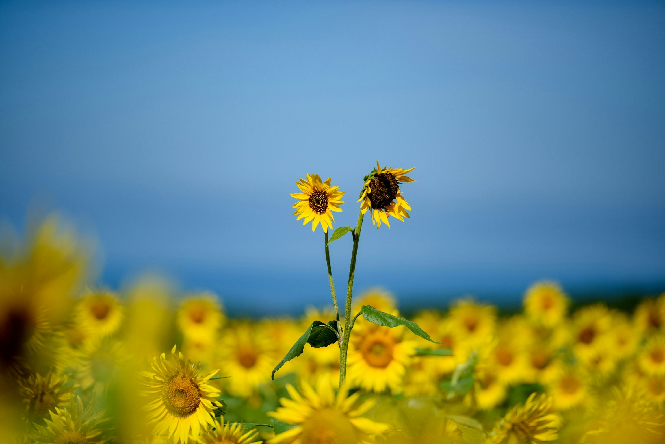 青空の下で咲く向日葵の花畑の中の2輪