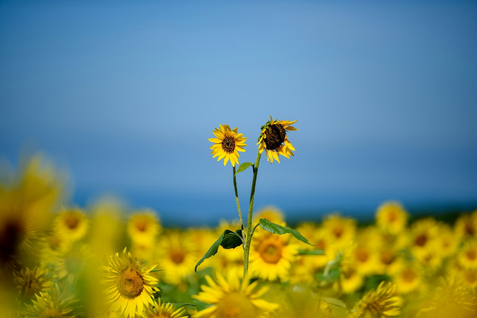 Two sunflowers standing tall in a vibrant field of yellow sunflowers