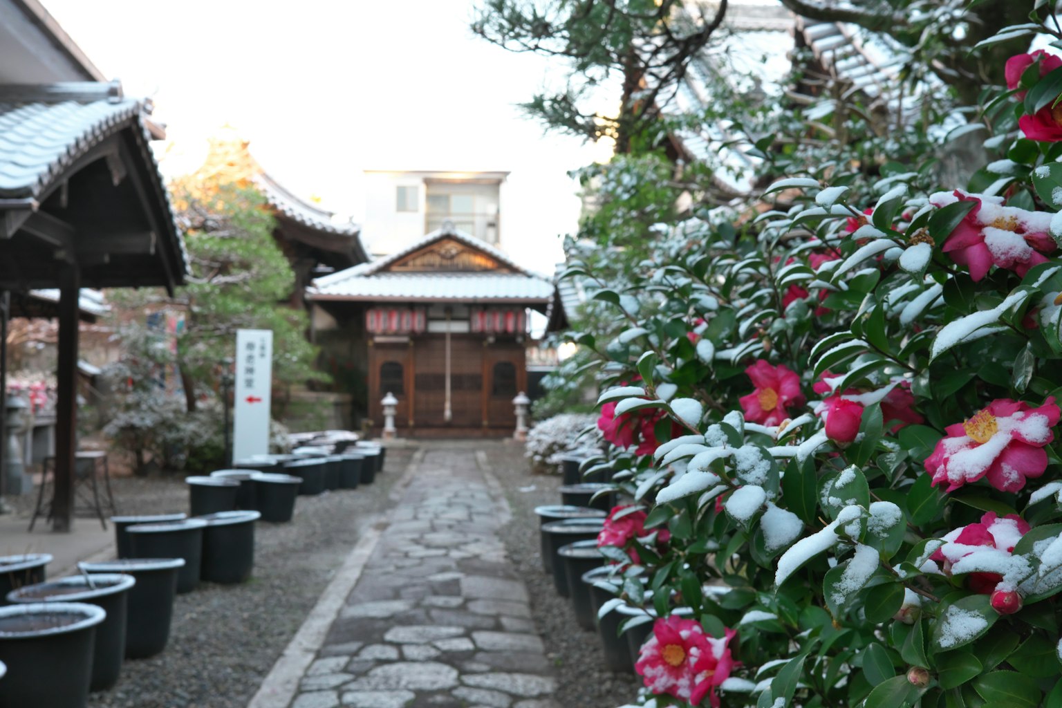 Pathway in a snow-covered garden with blooming flowers and a traditional temple