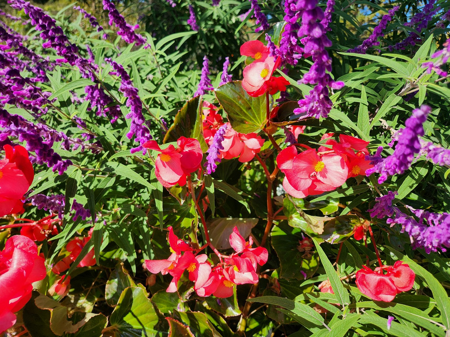 Vibrant red begonias and purple salvia bloom in a garden