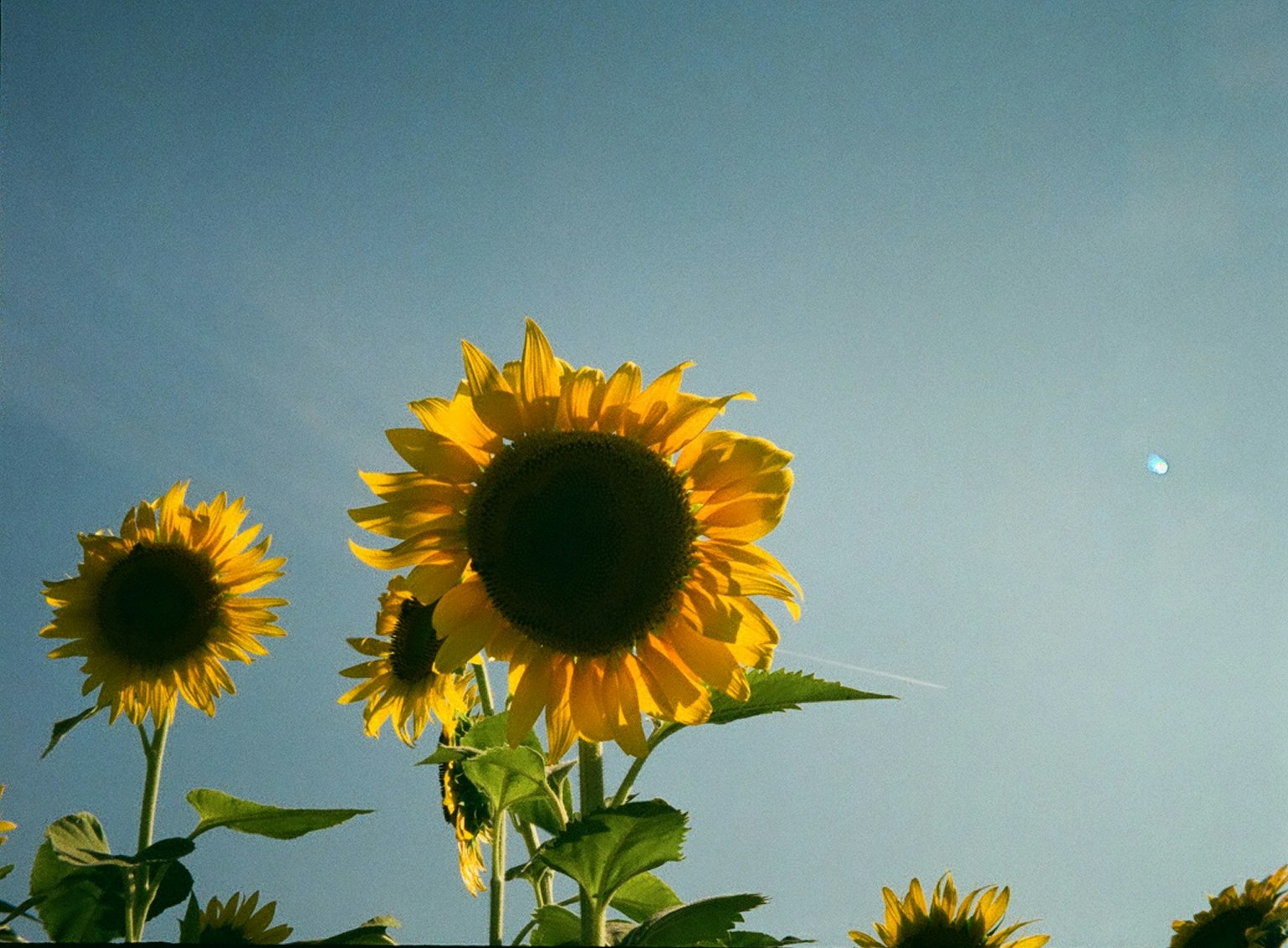 Girasoli in fiore sotto un cielo luminoso