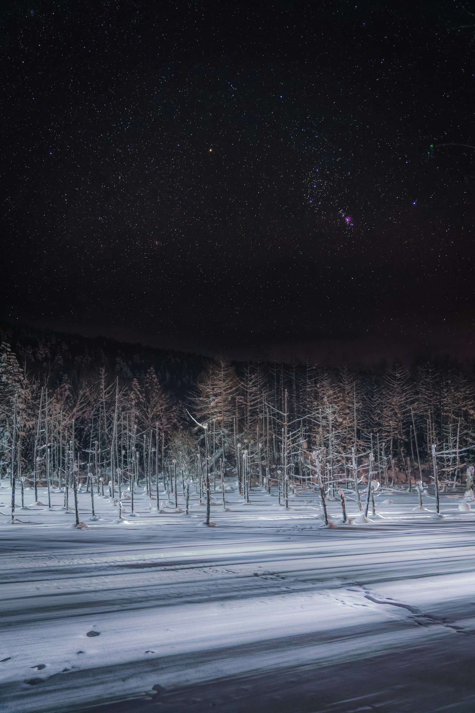 被雪覆盖的森林和星空