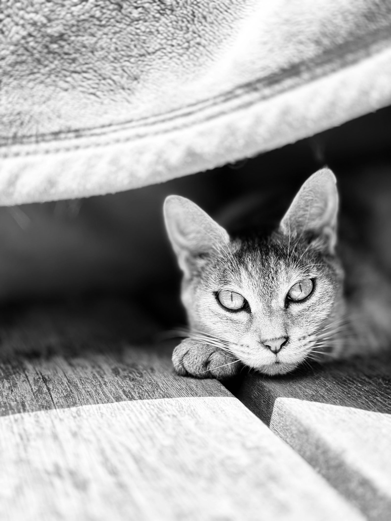 Kucing hitam putih mengintip dari bawah selimut