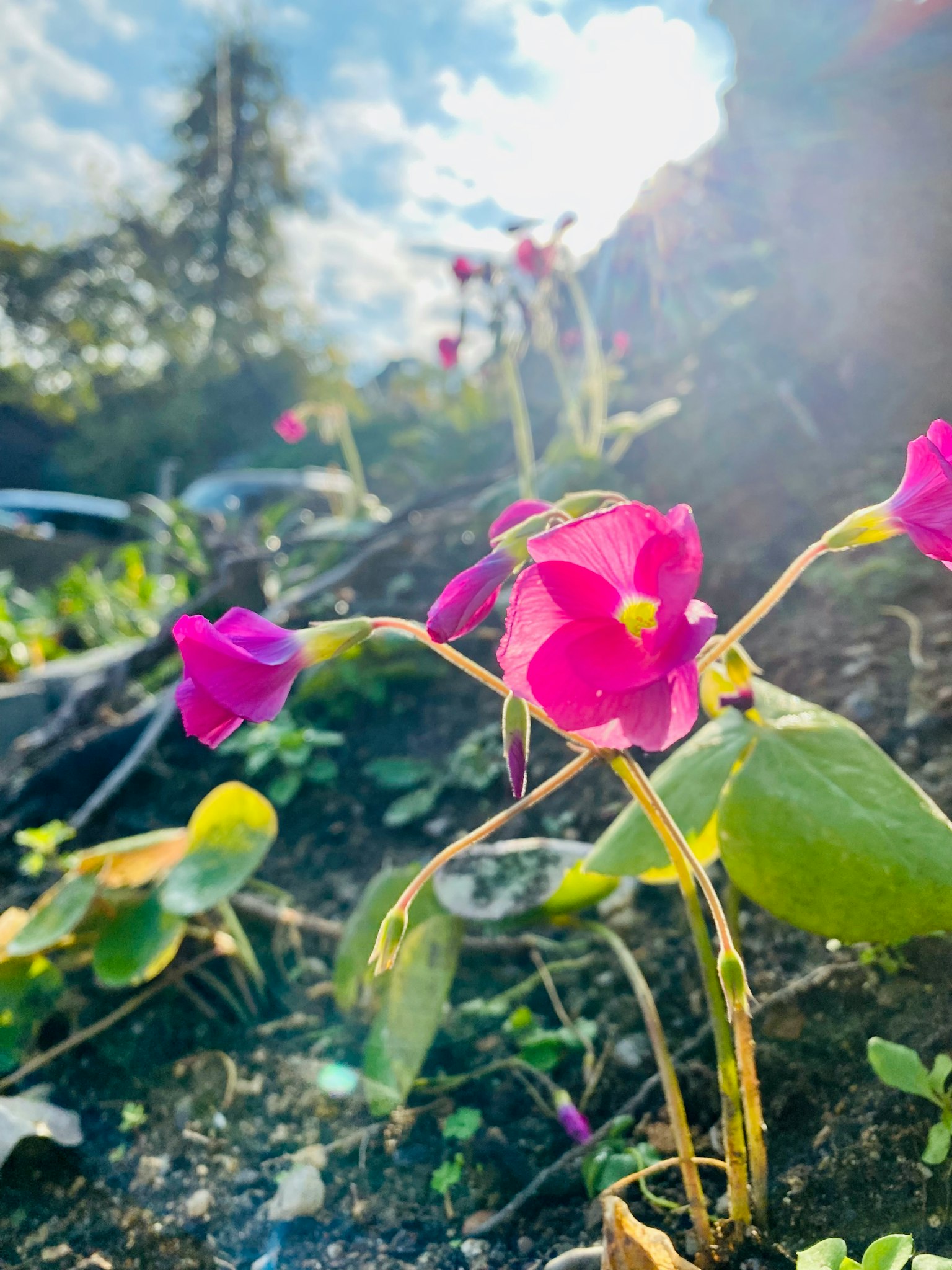 鮮やかなピンクの花が咲いている風景で、背景には青空と雲が見える
