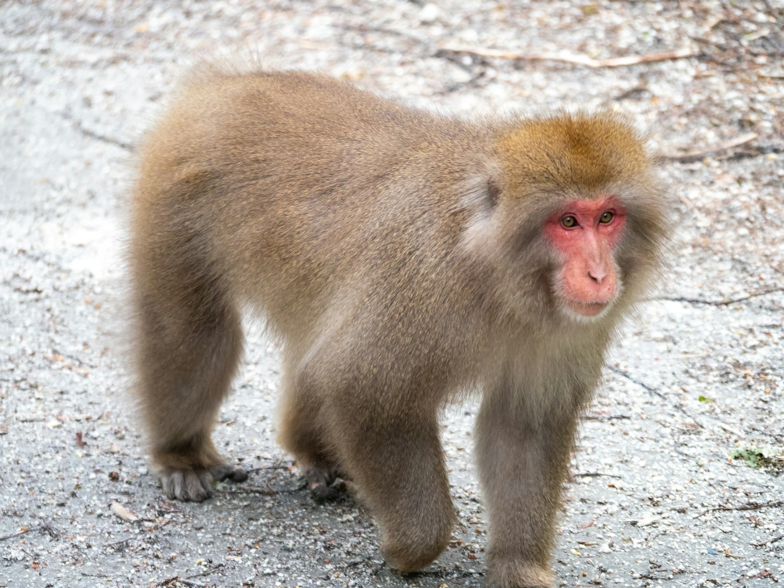 Un macaco japonés peludo caminando por un sendero