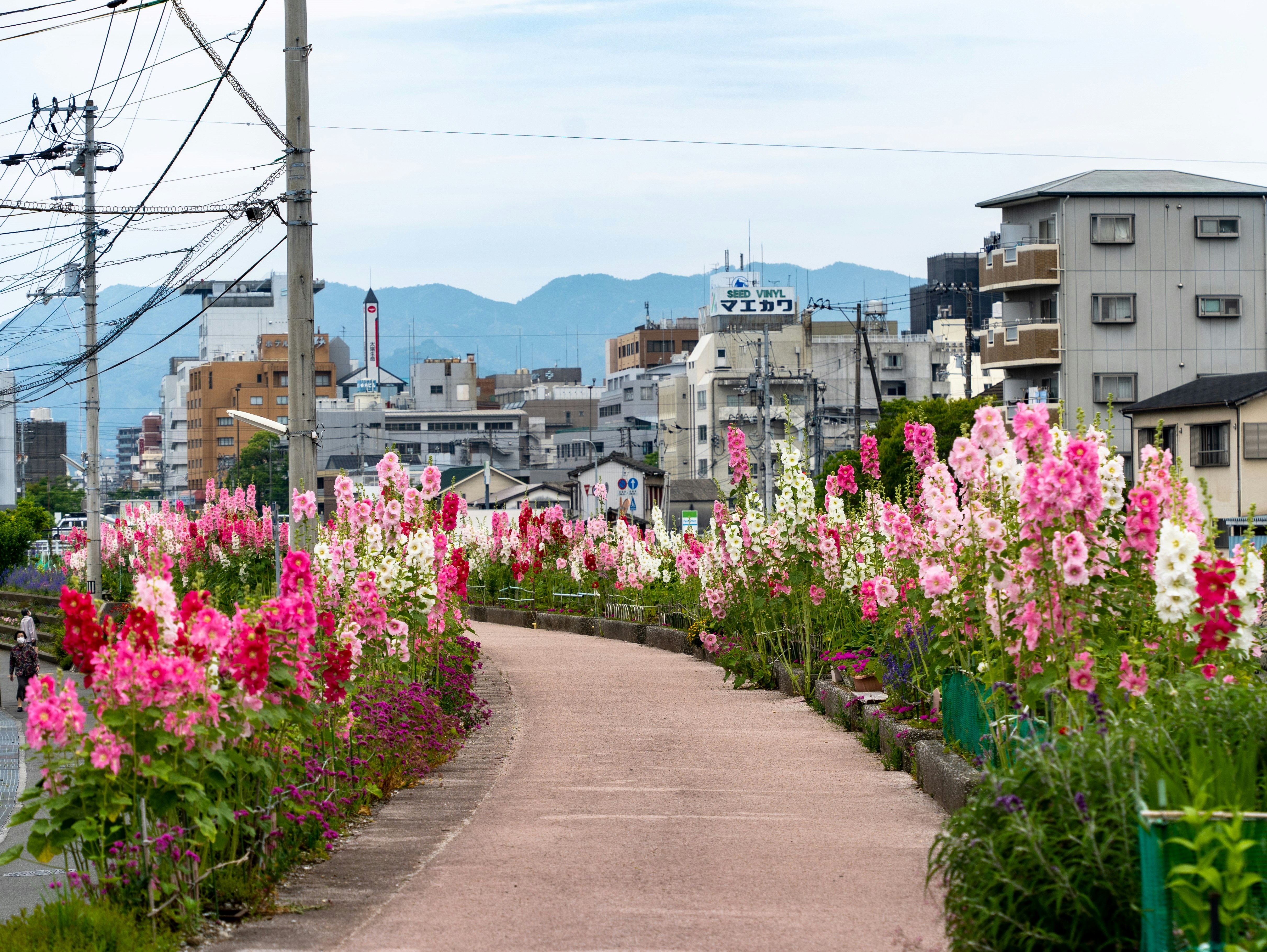 線路沿いの道に咲くピンクの花と街並み
