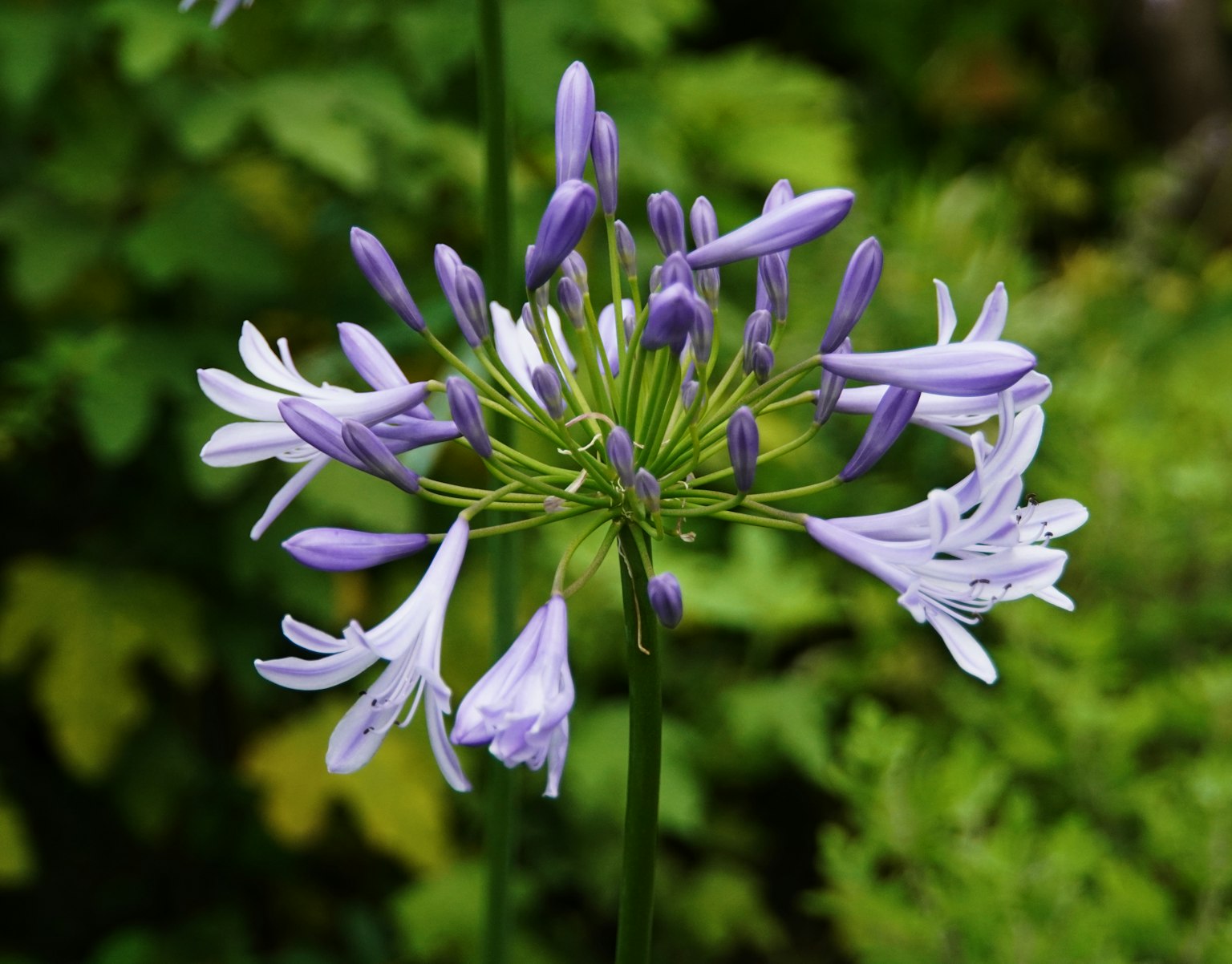 Mazzo di fiori di Agapanthus viola e bianca in fiore