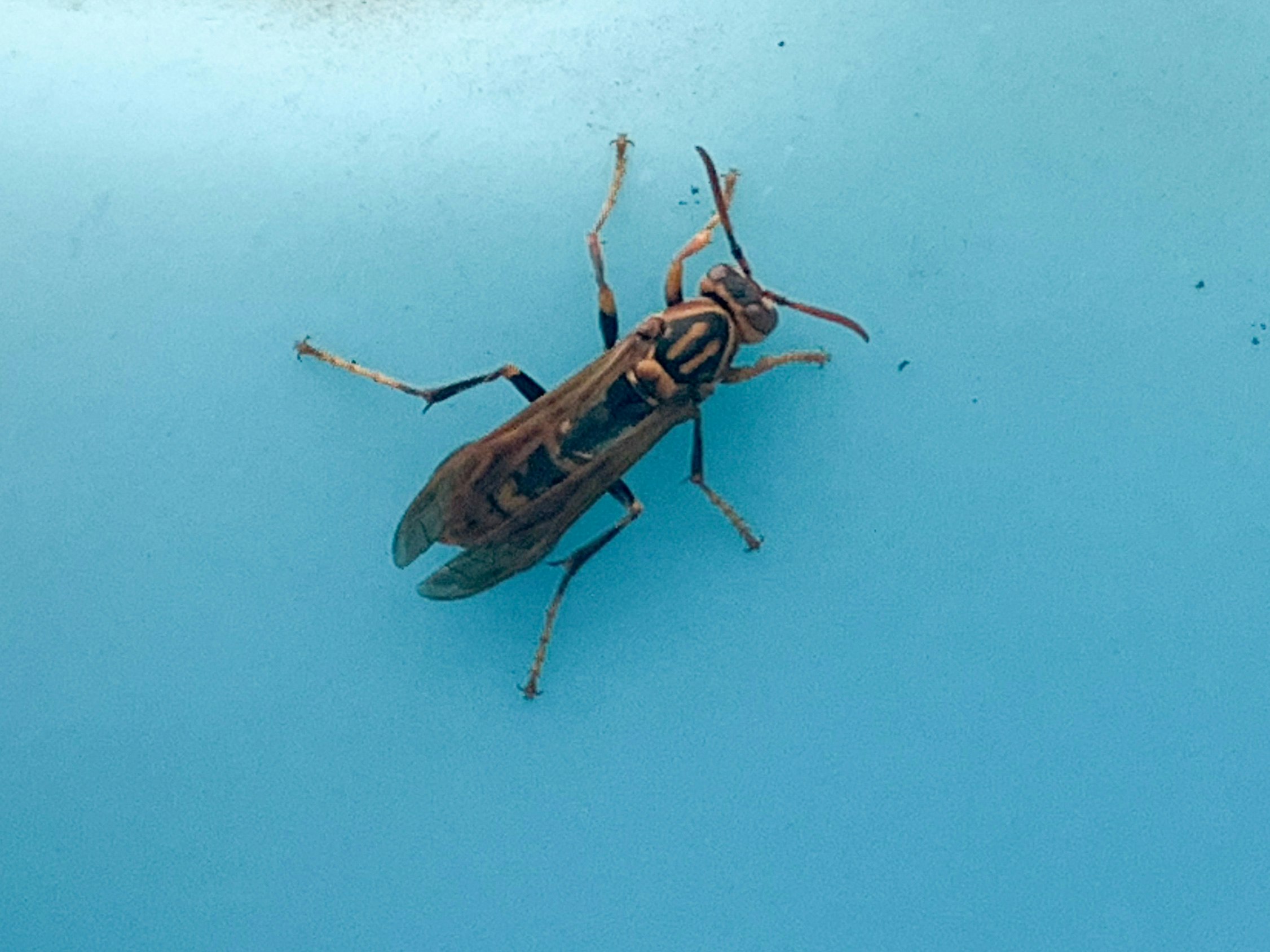 藍色水中游動的海底生物