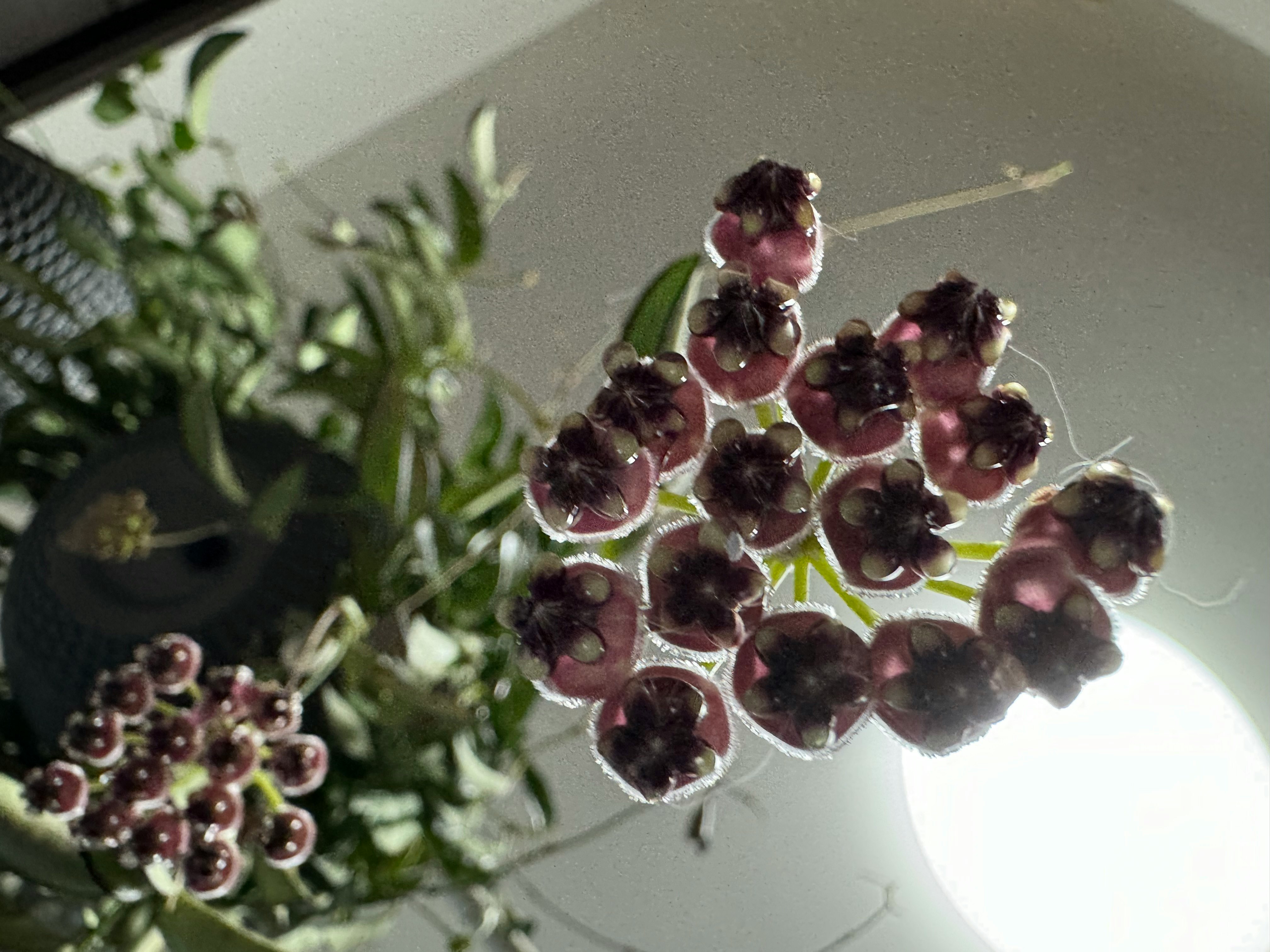 紫の花のつぼみが集まる観葉植物のクローズアップ