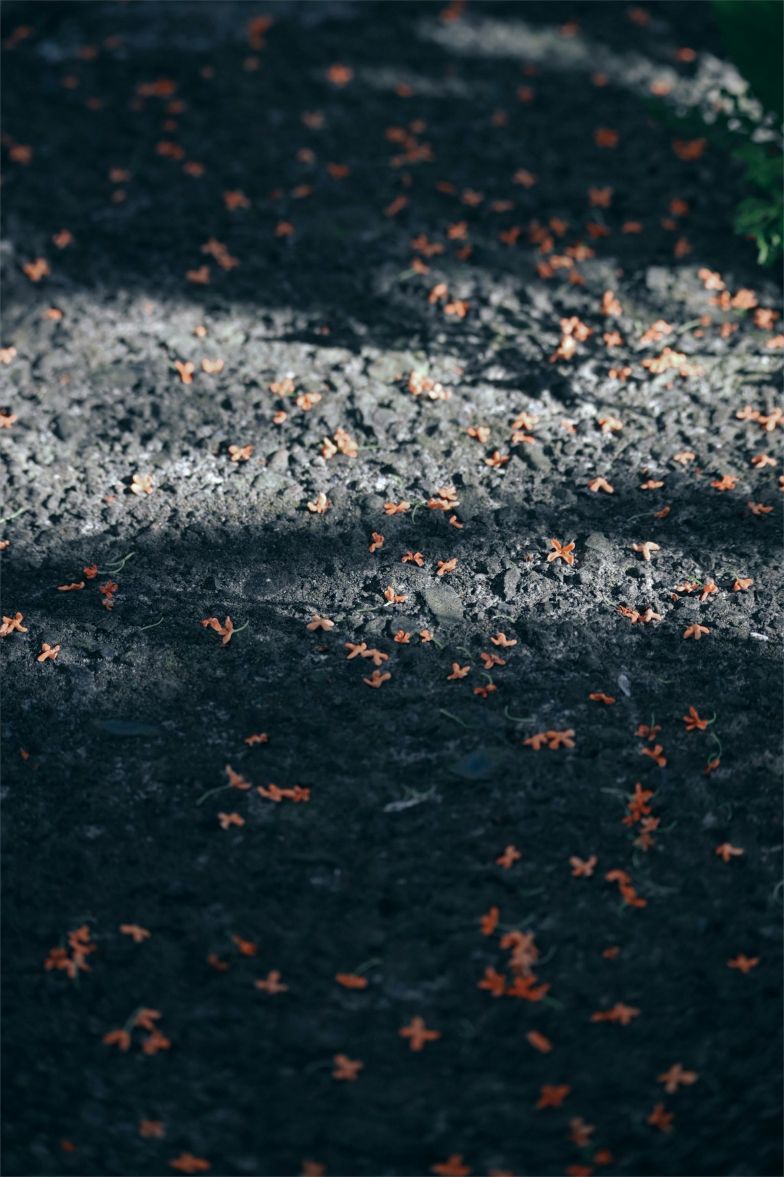 Foto jalur hitam yang tersebar dengan daun rontok