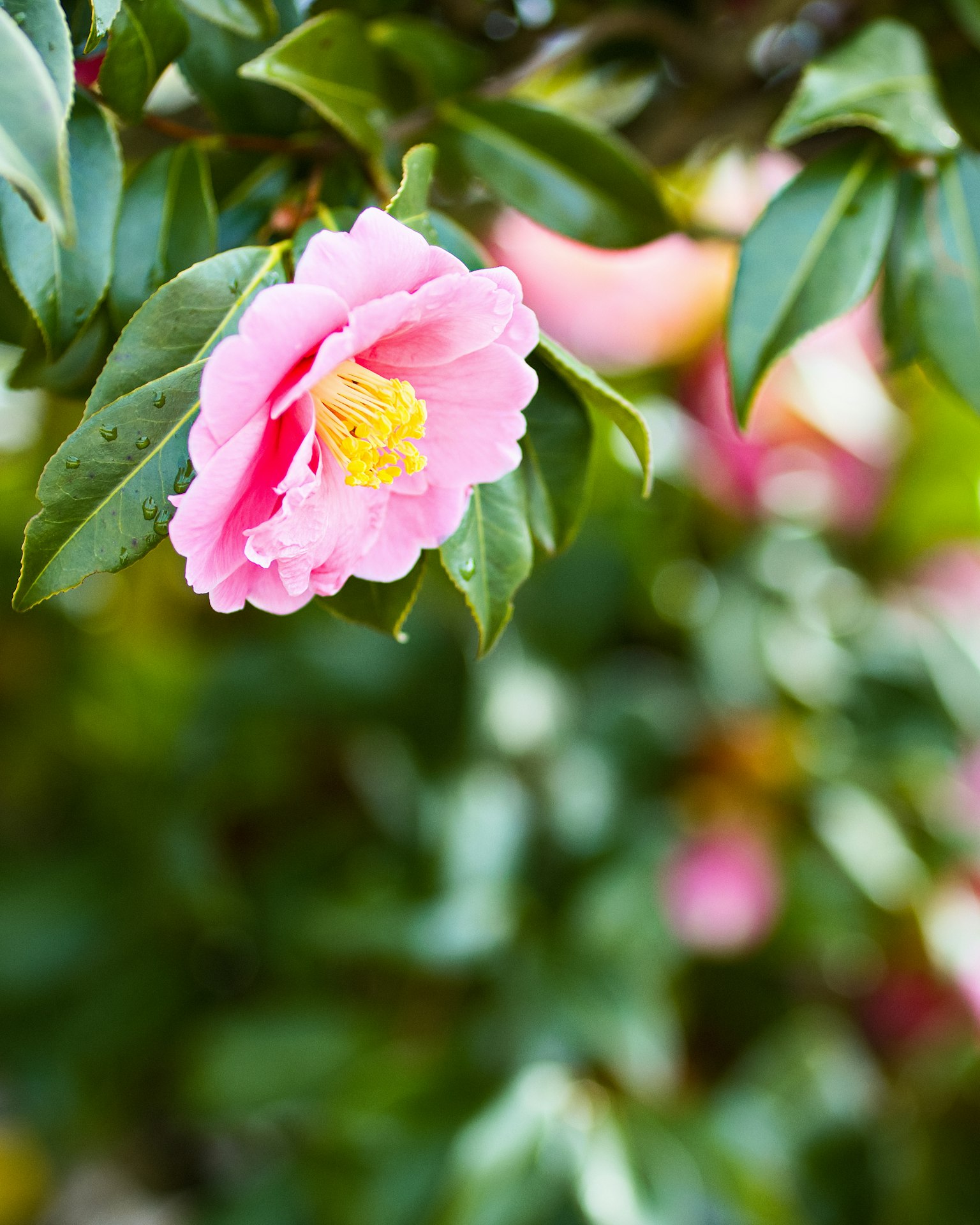 Hoa trà hồng với lá xanh trong khu vườn