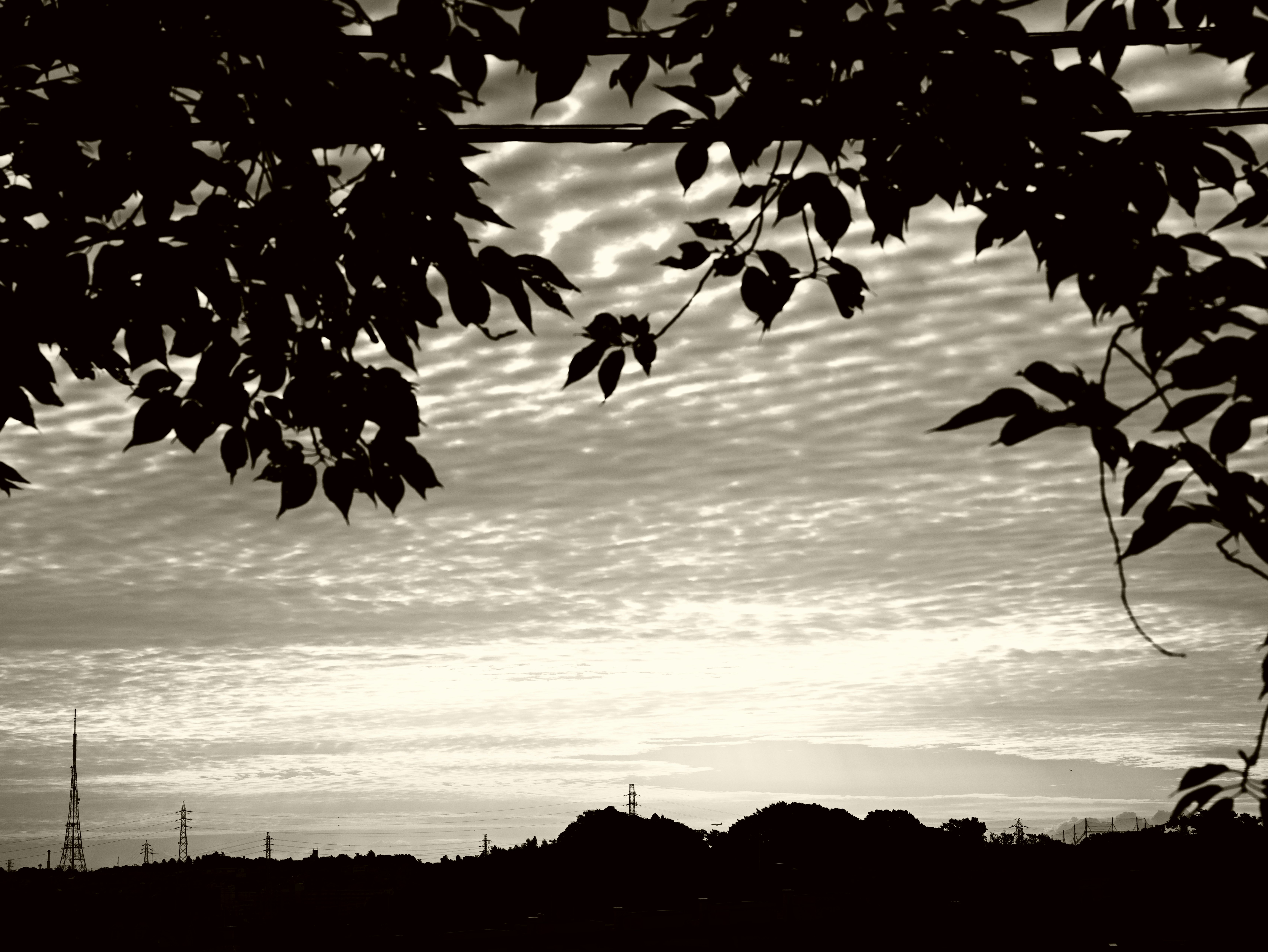 Sonnenuntergangshimmel und Horizont durch Baumblätter betrachtet