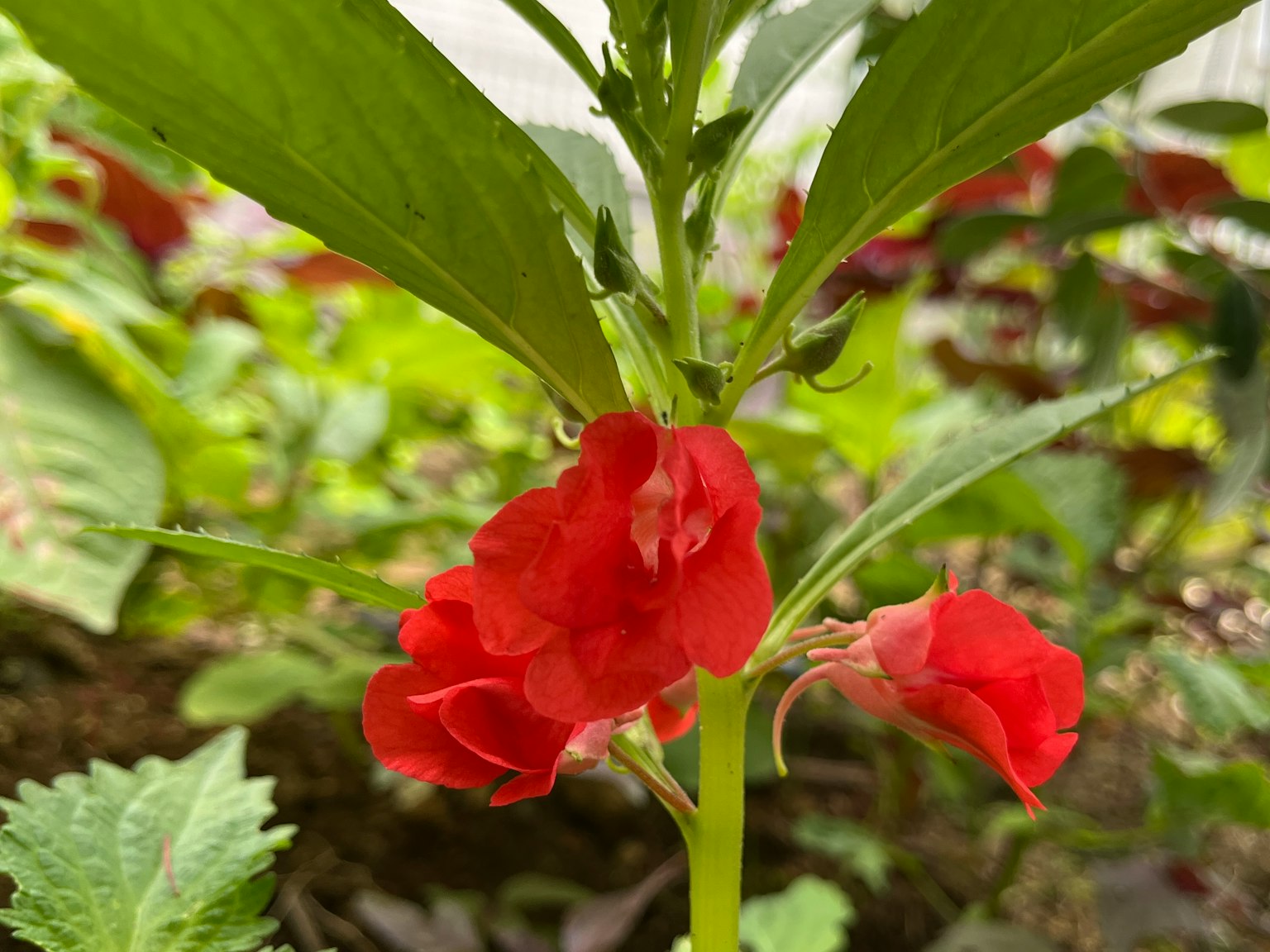 Acercamiento de una planta con flores rojas rodeadas de hojas verdes