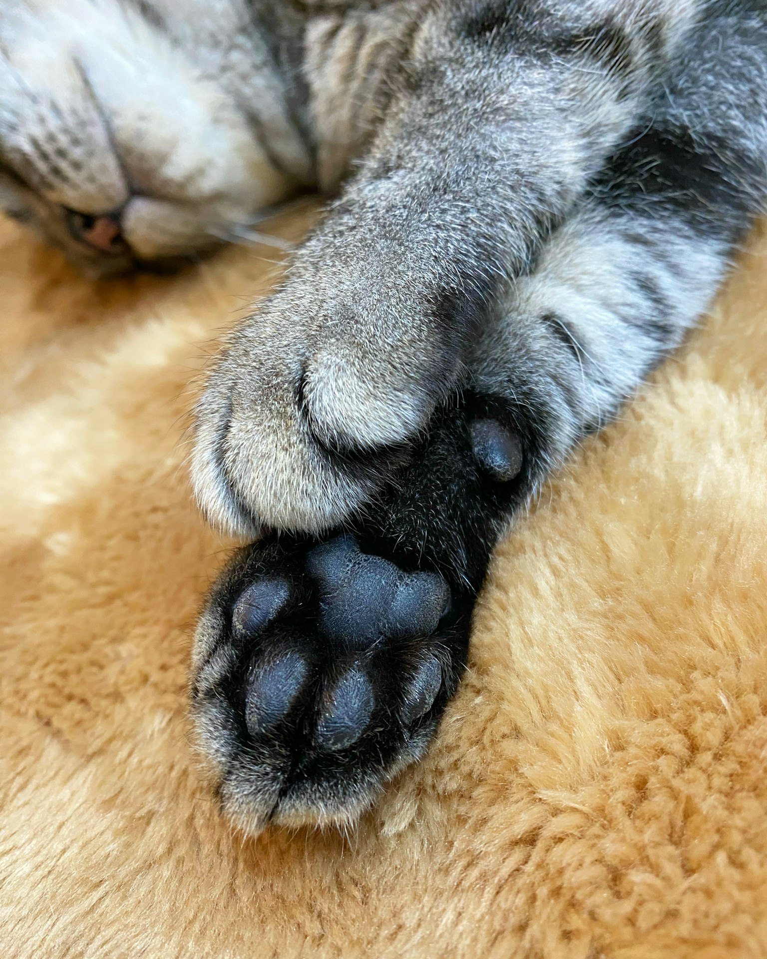Gros plan d'une patte de chat reposant sur de la fourrure douce