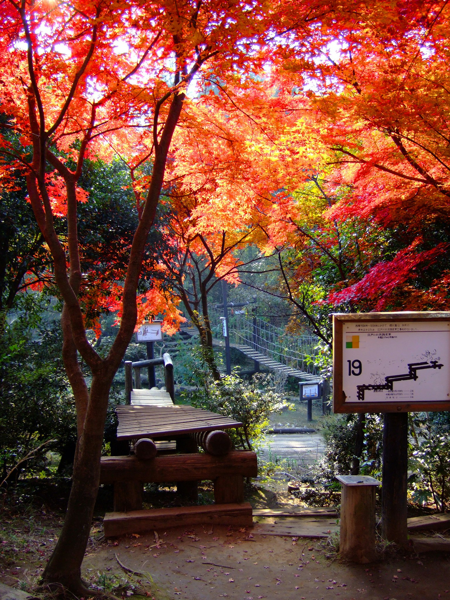 Bella scena di parco con vivace fogliame autunnale e un sentiero