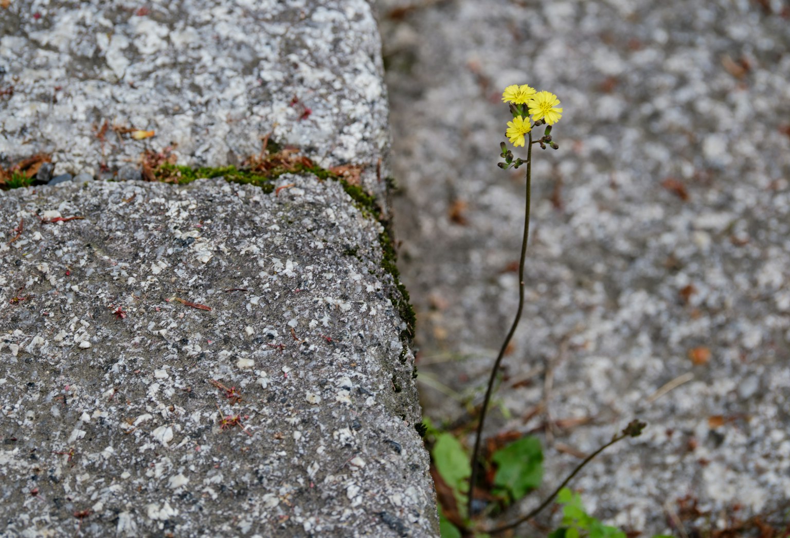 A small yellow flower growing between stone cracks