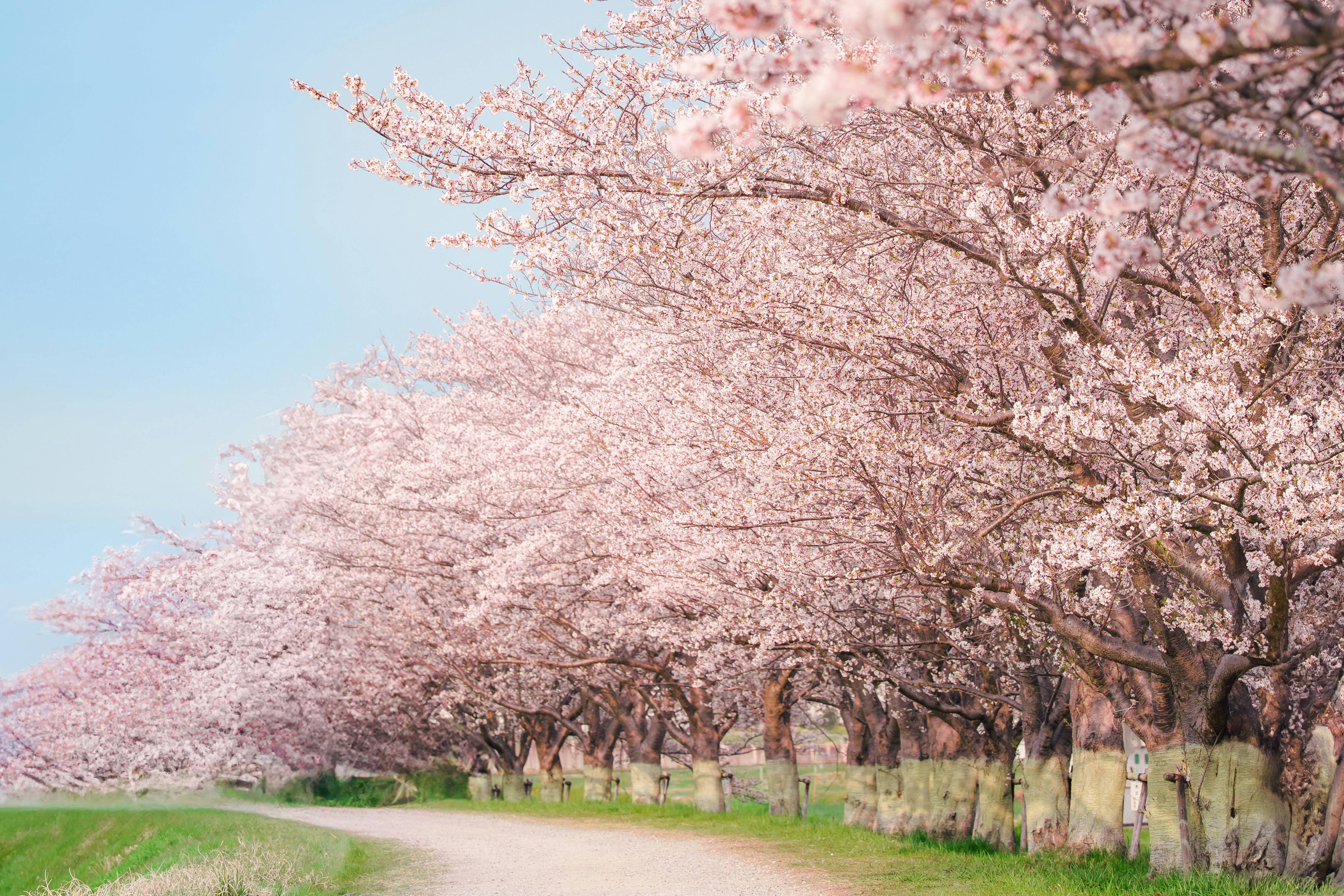 桜並木の遊歩道を青空の下で見上げる風景