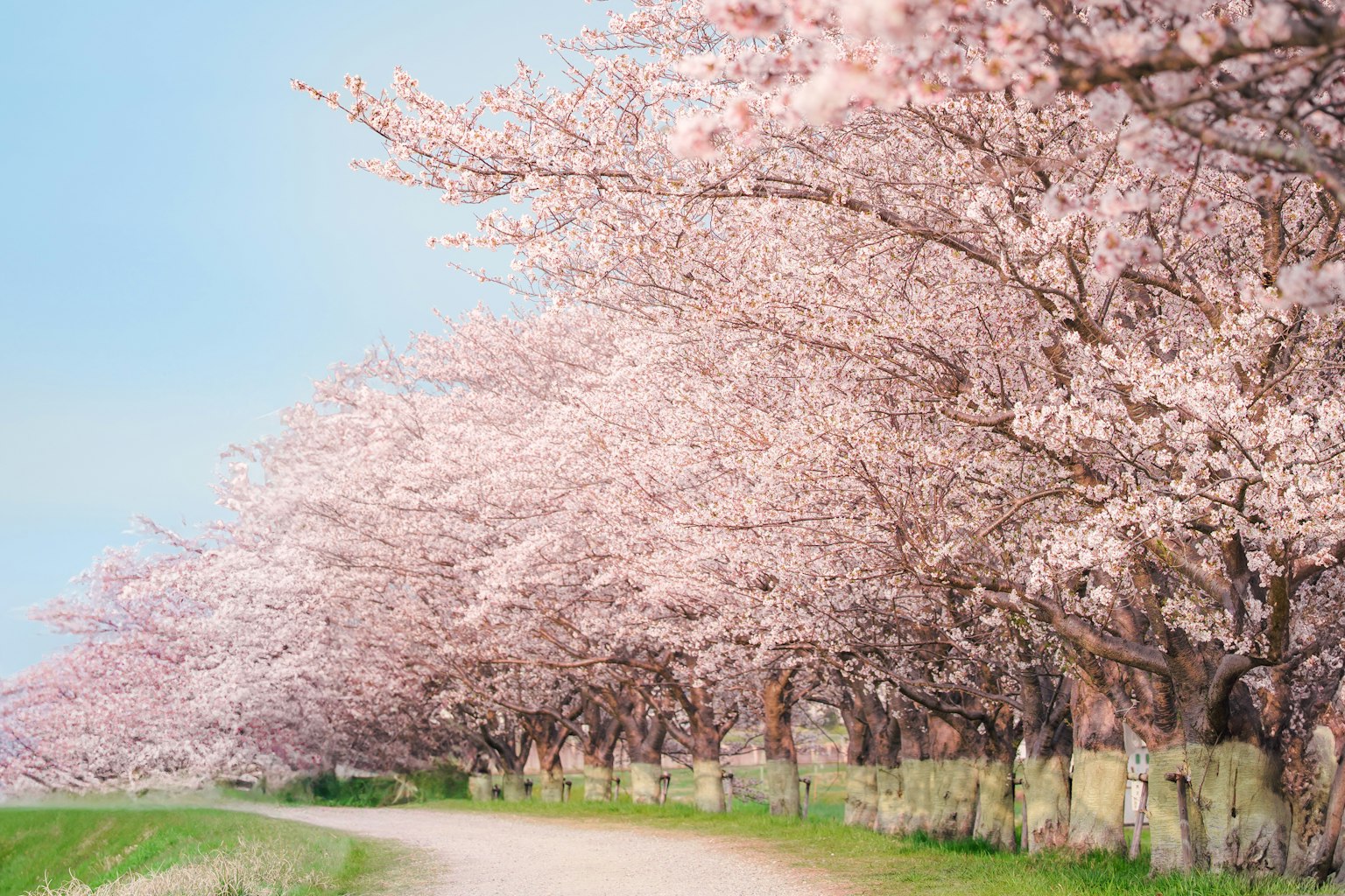 Pemandangan indah pohon sakura di sepanjang jalan