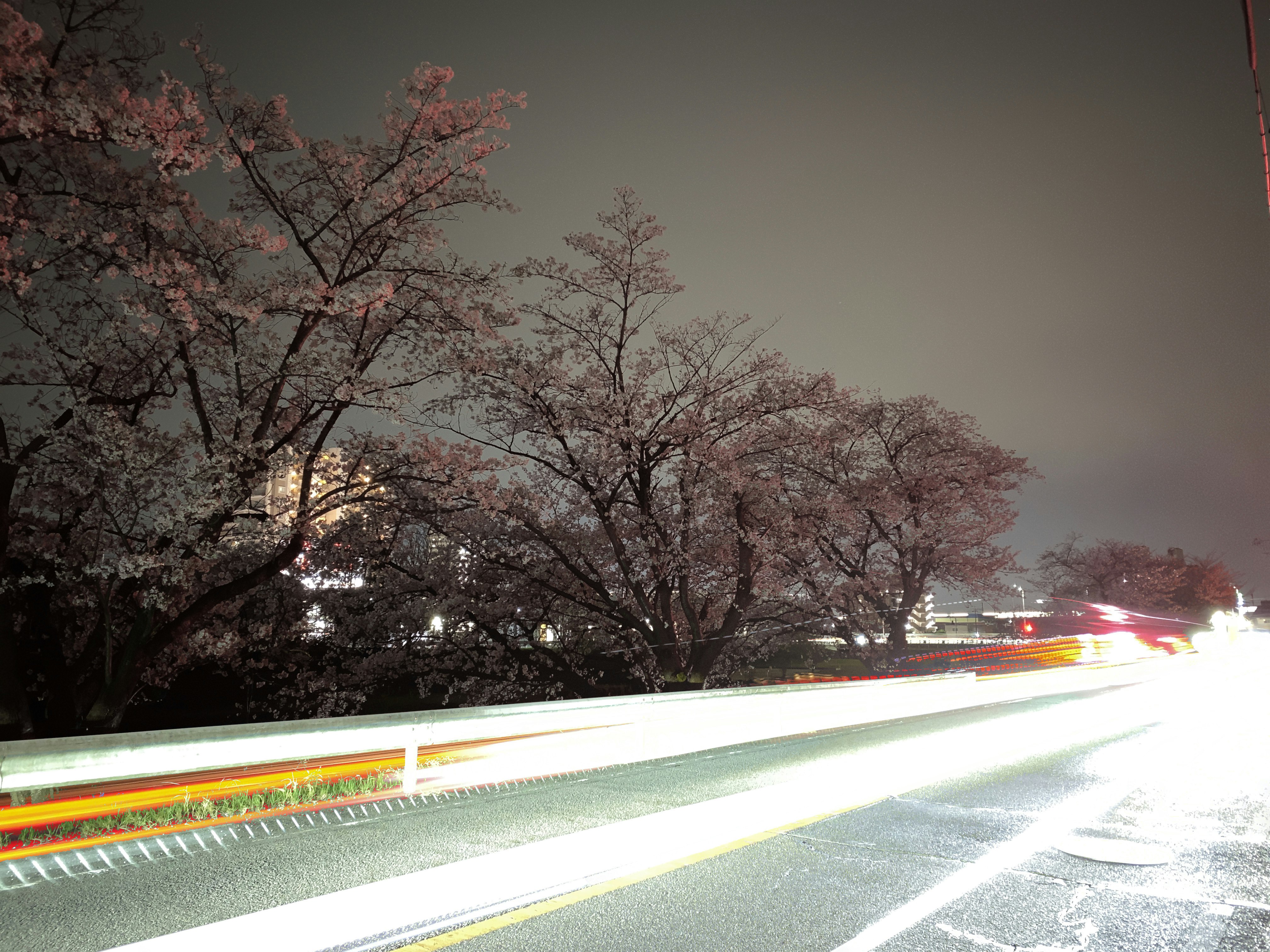 viale di ciliegi in fiore di notte con scie luminose delle auto
