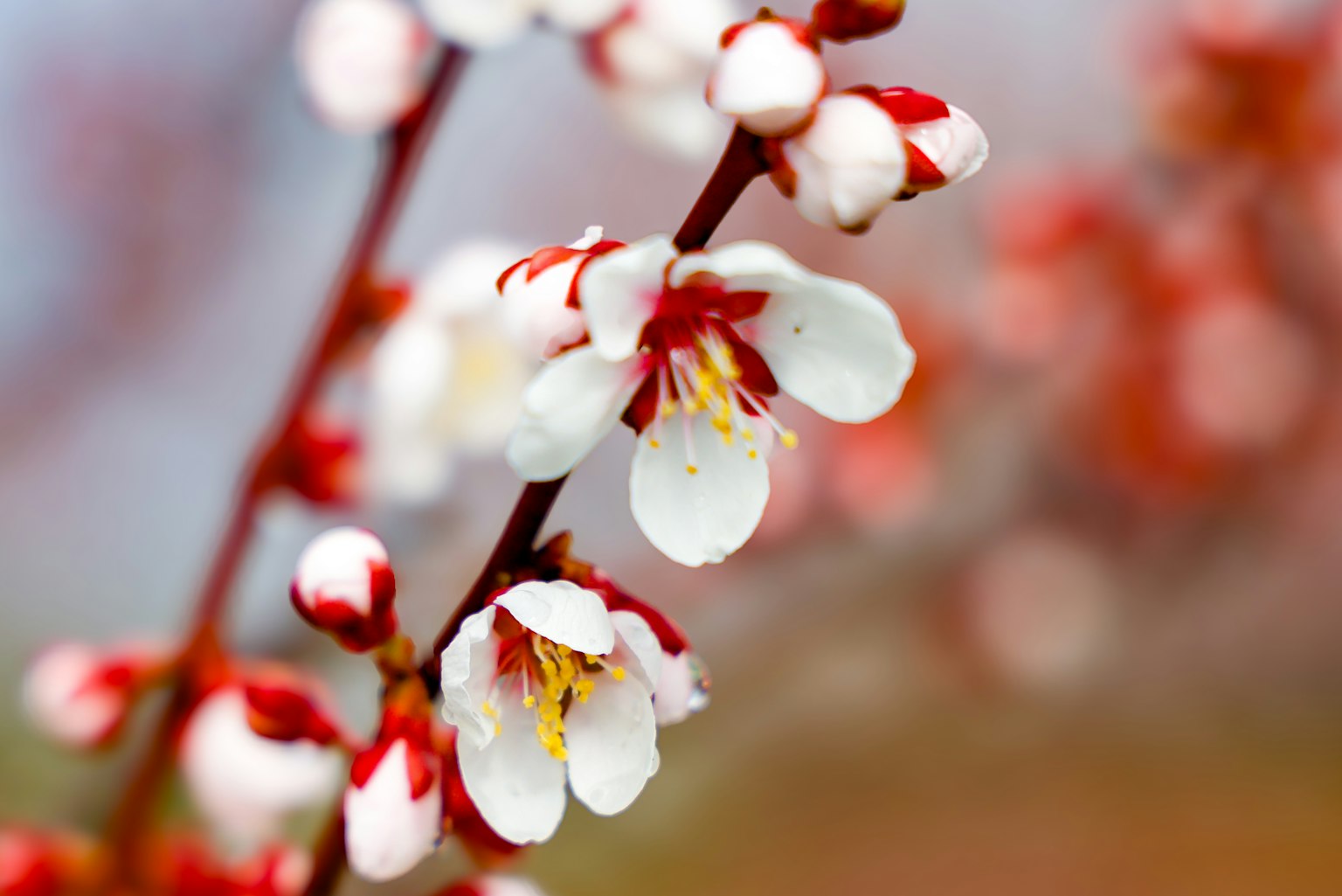 Gros plan d'une branche avec des fleurs blanches et des boutons rouges
