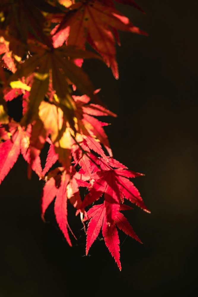 赤い紅葉の葉が背景の暗がりに映える