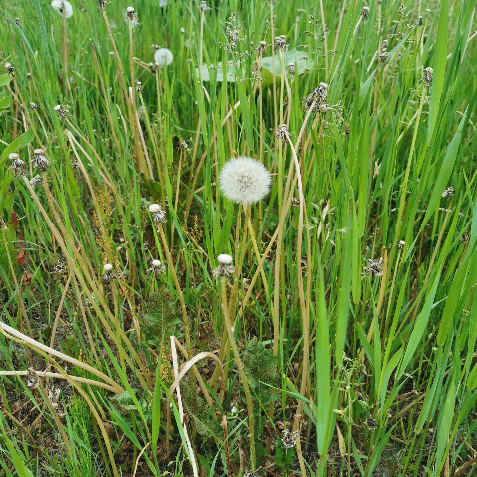 高绿色草丛中的蒲公英种子图像