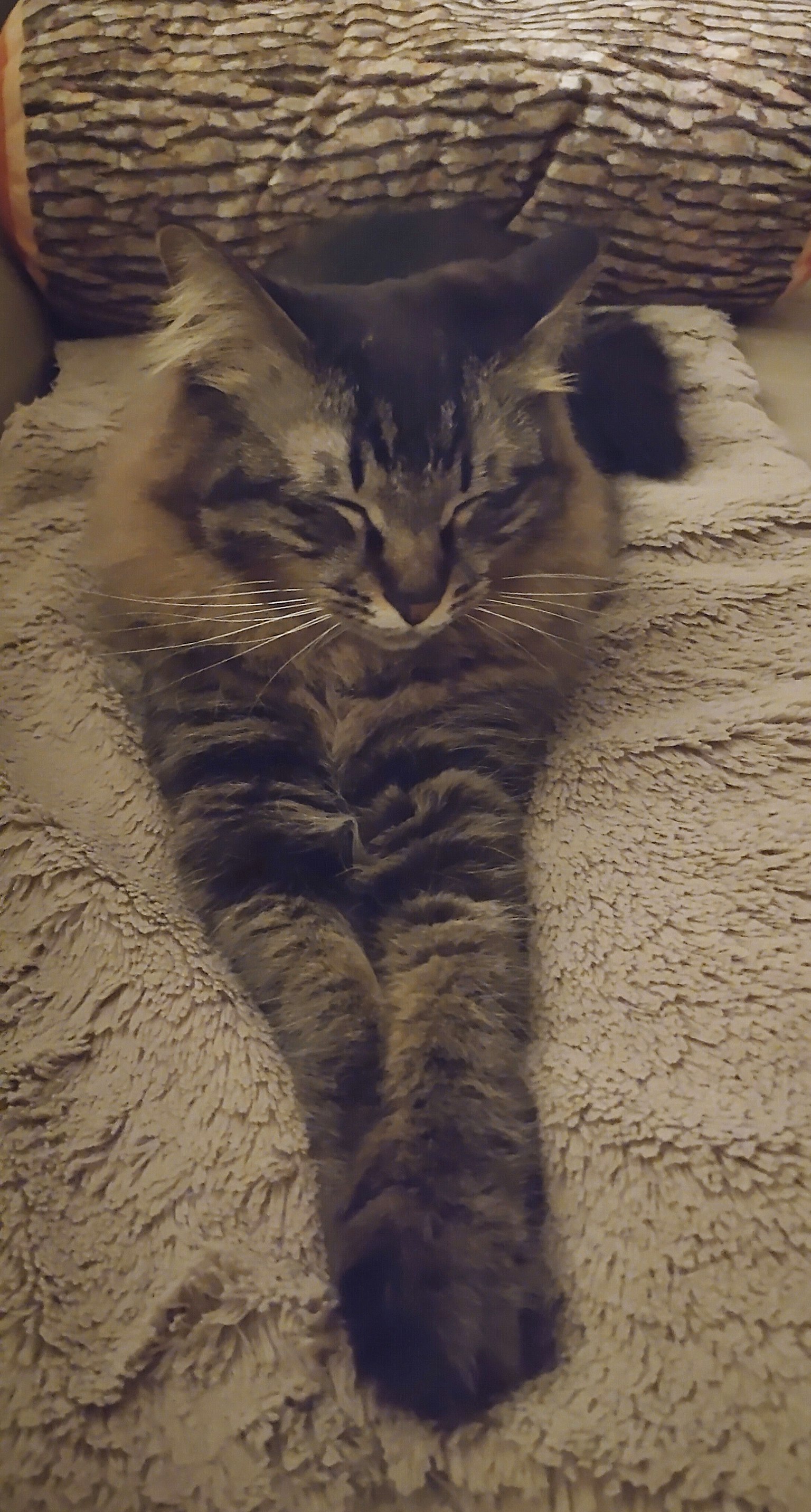 A long-haired cat lounging on a soft surface