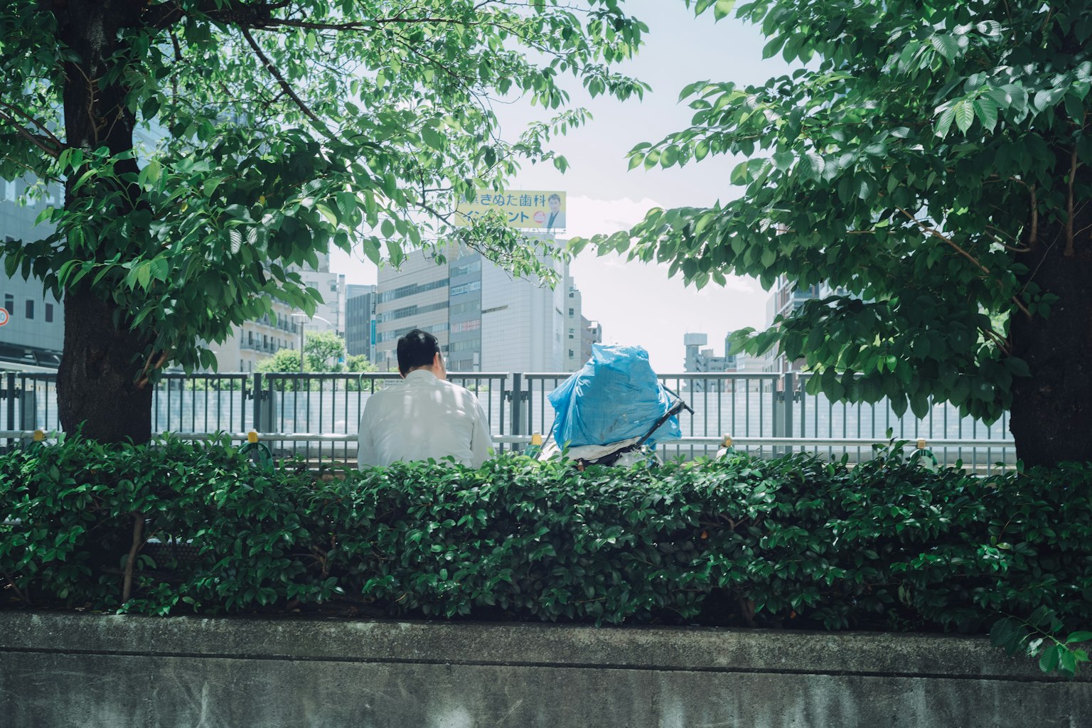 Người đàn ông nhìn cảnh quan đô thị qua những cây xanh
