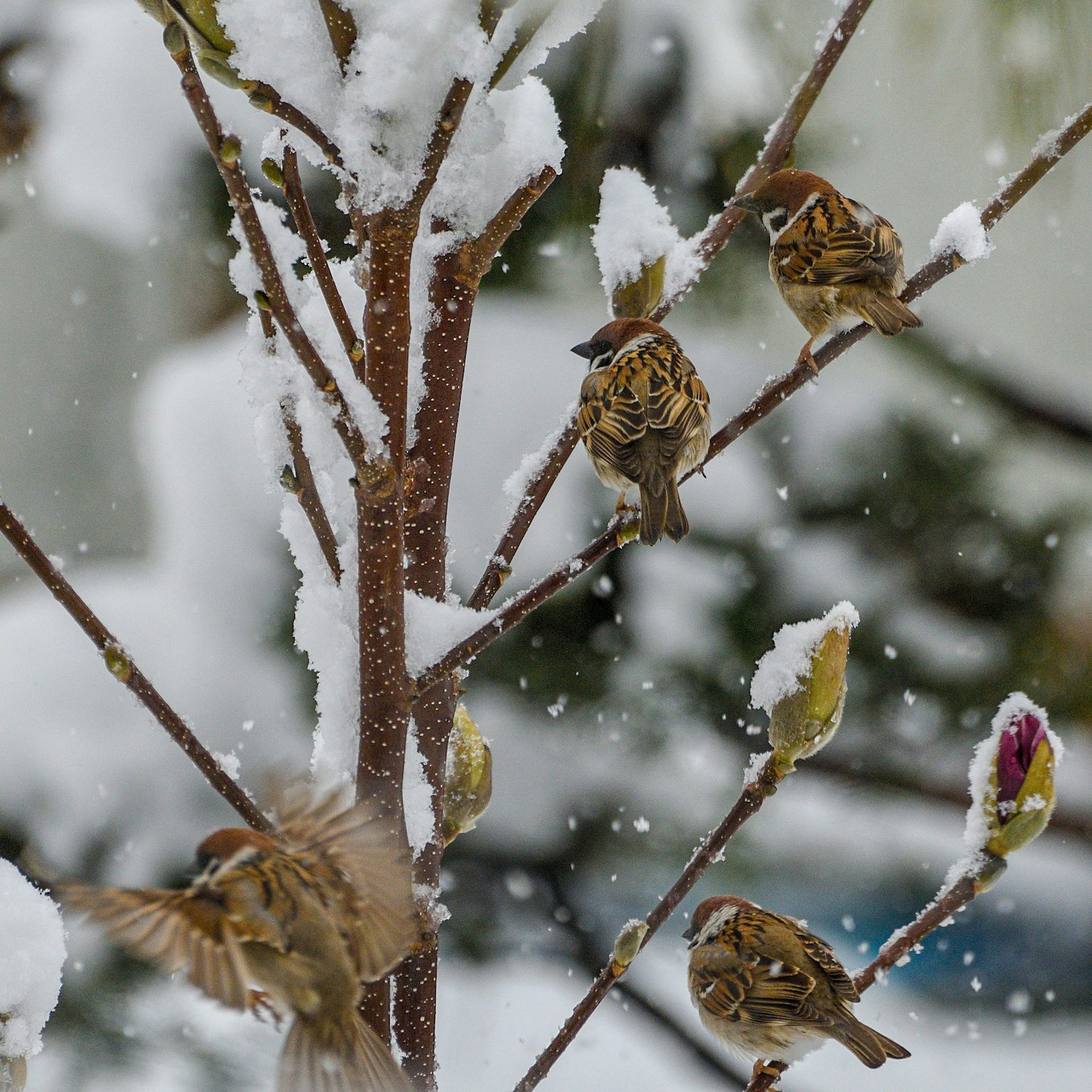 在降雪中棲息在雪覆蓋的樹枝上的鳥