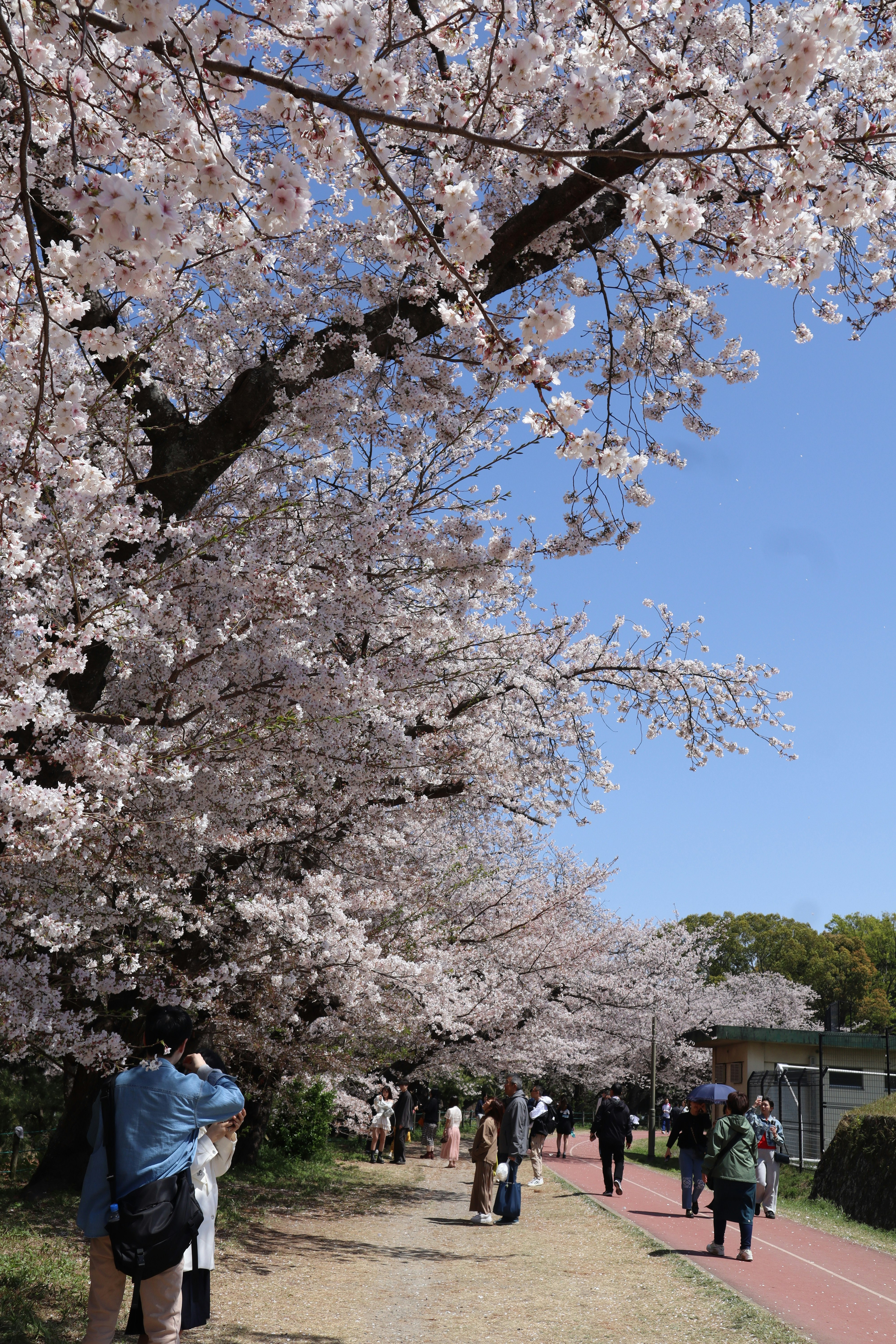 春の桜並木を歩く人々のある散策路