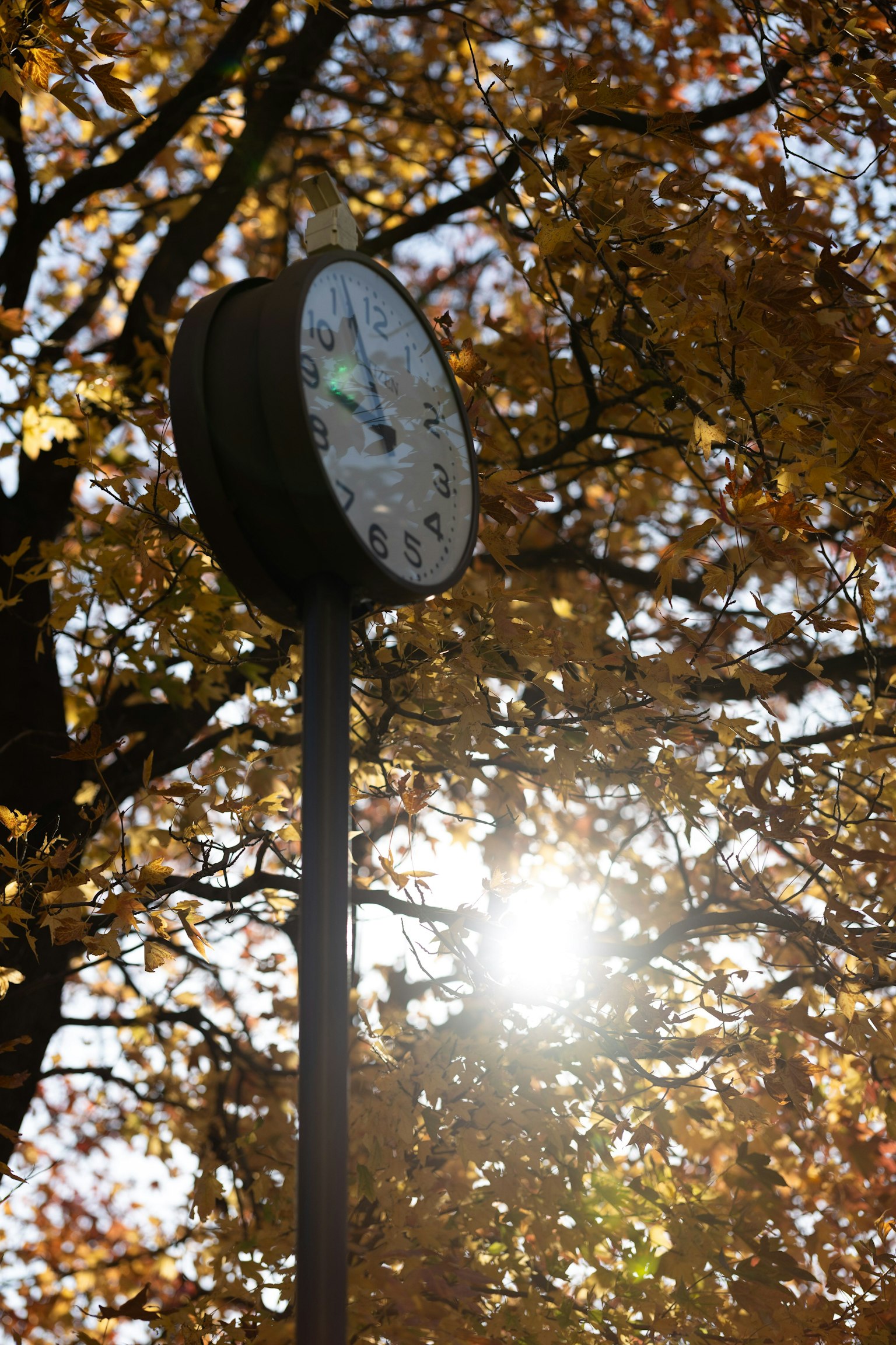 秋の葉に囲まれた街灯の時計と太陽の光