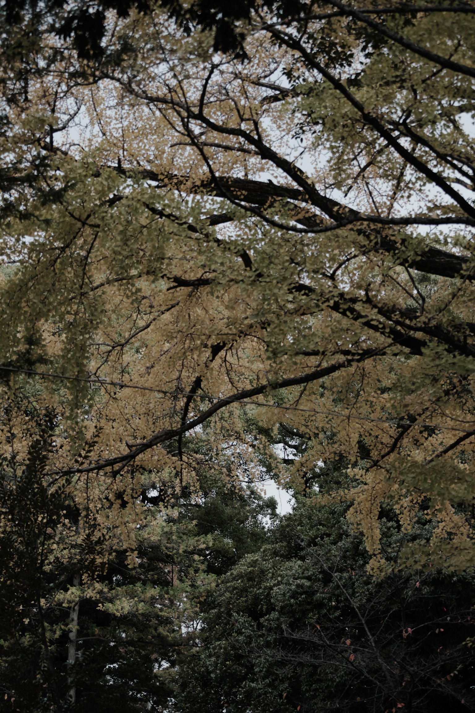 Scena autunnale con foglie gialle e rami sovrapposti