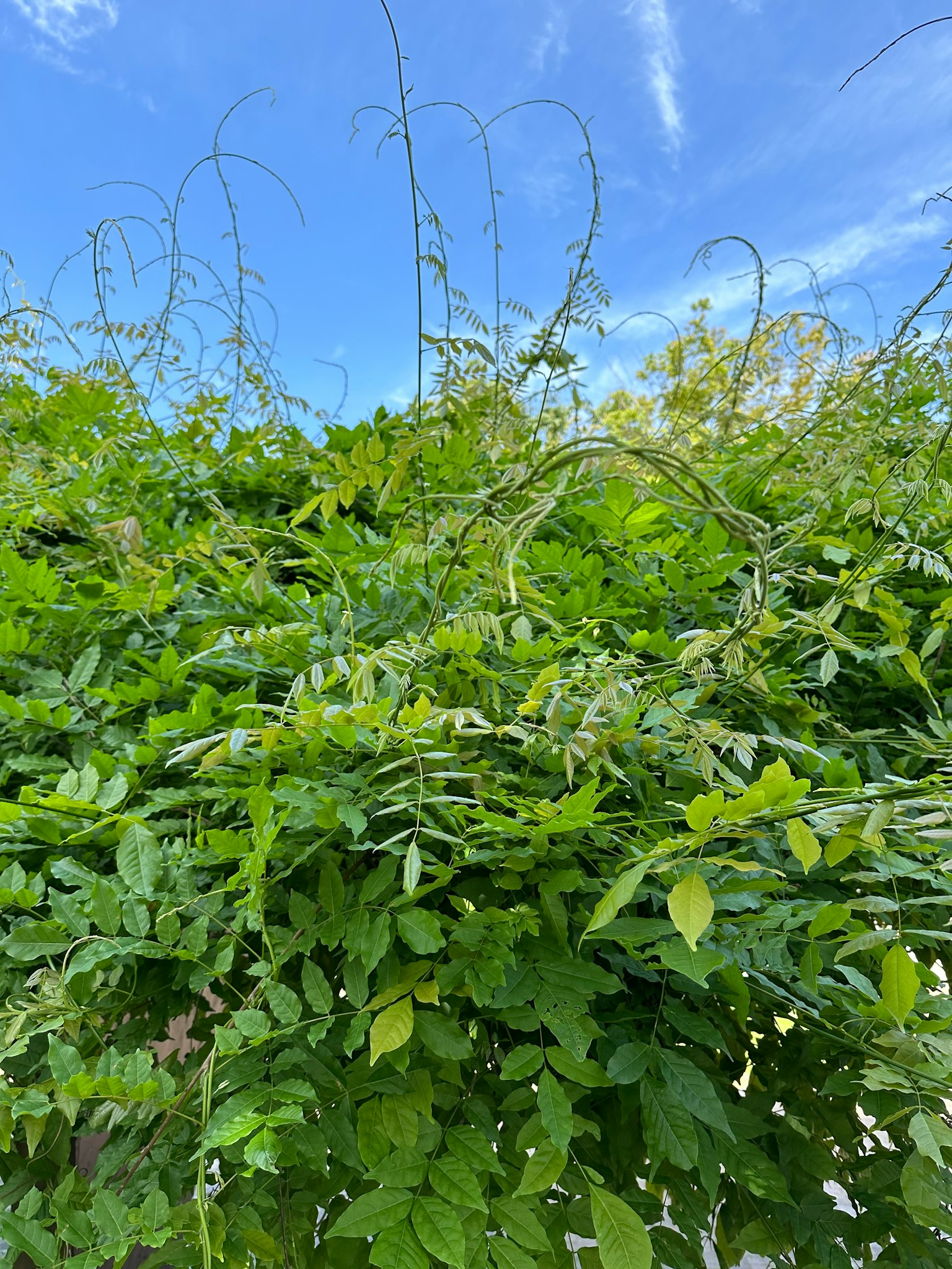 在晴朗的藍天下，郁郁蔥蔥的綠色葉子和藤蔓的特寫